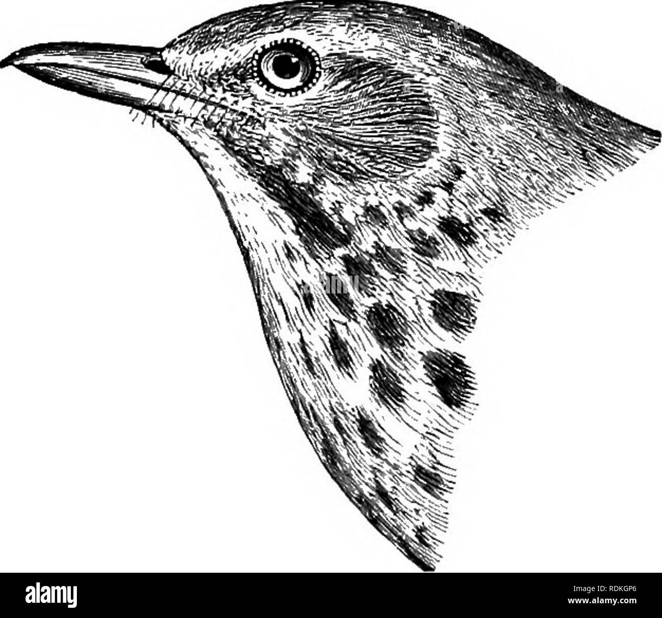. The birds of Illinois and Wisconsin. Birds; Birds. Jan., 1909. Birds of Illinois and Wisconsin—Cory. 707 Subfamily TURDIN^E. Thrushes. Genus HYLOCICHLA Baird. 359. Hylocichla mustelina (Gmel.)- Wood Thrush. Turdus mustelinus Gmel., A. 0. U. Check List, 1895, p. 316. Distr.: Eastern temperate North America, west to the Great Plains and north to Ontario, Michigan, and Wisconsin; south in winter to Cuba and in Middle America to Guatemala; breeds from northern Florida and the Gulf states northward. Adult: Top of head, bright tawny cinnamon brown, shading to olive brown on the back and brownish o Stock Photo