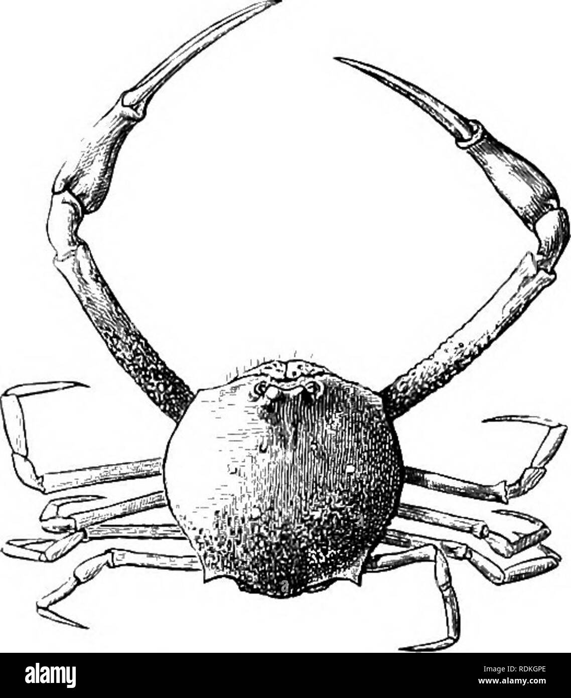 . The Cambridge natural history. Zoology. i88 CRUSTACEA EUCARIDA DECAPODA tropical, and extending into the warmer temperate seas. Matuta (Fig. 129) from the Indo-Pacific. Fam. 2. Leucosiidae.—Similar to the above, but the afferent openings to the gill-chambers lie at the bases of the third niaxilli- pedes. Male openings on the sternum. This family contains a great number of forms, with head - quarters in the tropical littoral, but extending into the temperate seas. Ilia in the European seas. /. nucleus (Fig- 130) common in the Mediter- ranean. Ebalia in the Atlantic, North Sea, and Indo - Paci Stock Photo