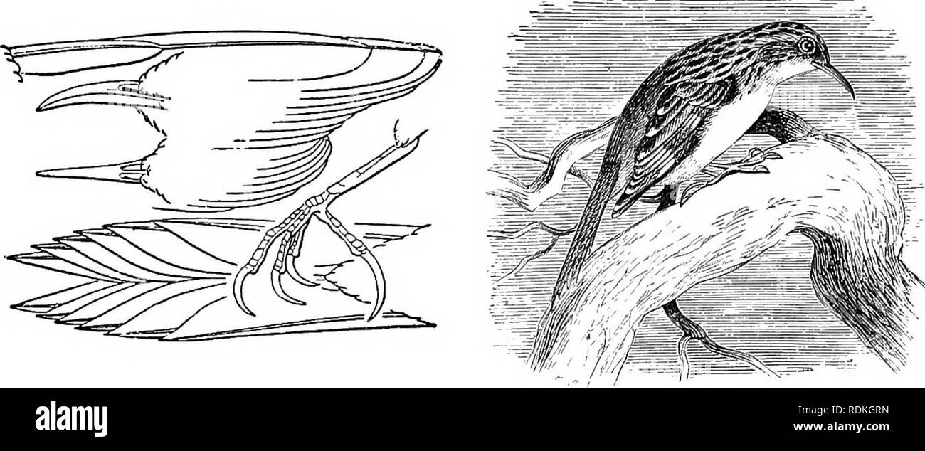 . The birds of Illinois and Wisconsin. Birds; Birds. Jan., 1909. Birds of Illinois and Wisconsin — Cory. 693 Family CERTHIIDtE- Creepers. The Certhiidae comprise a small group of a dozen species, only one of which (with its various subspecies) occurs in North America. It is an active, graceful little bird, climbing about the trunks of trees and using its stiff tail feathers much after the manner of a wood- pecker. It feeds on insects and larvae, and builds its nest in holes in trees. Genus CERTHIA Linn. 348. Certhia familiaris americana (Bonap.). Brown Creeper. Distr.: Eastern North America, w Stock Photo