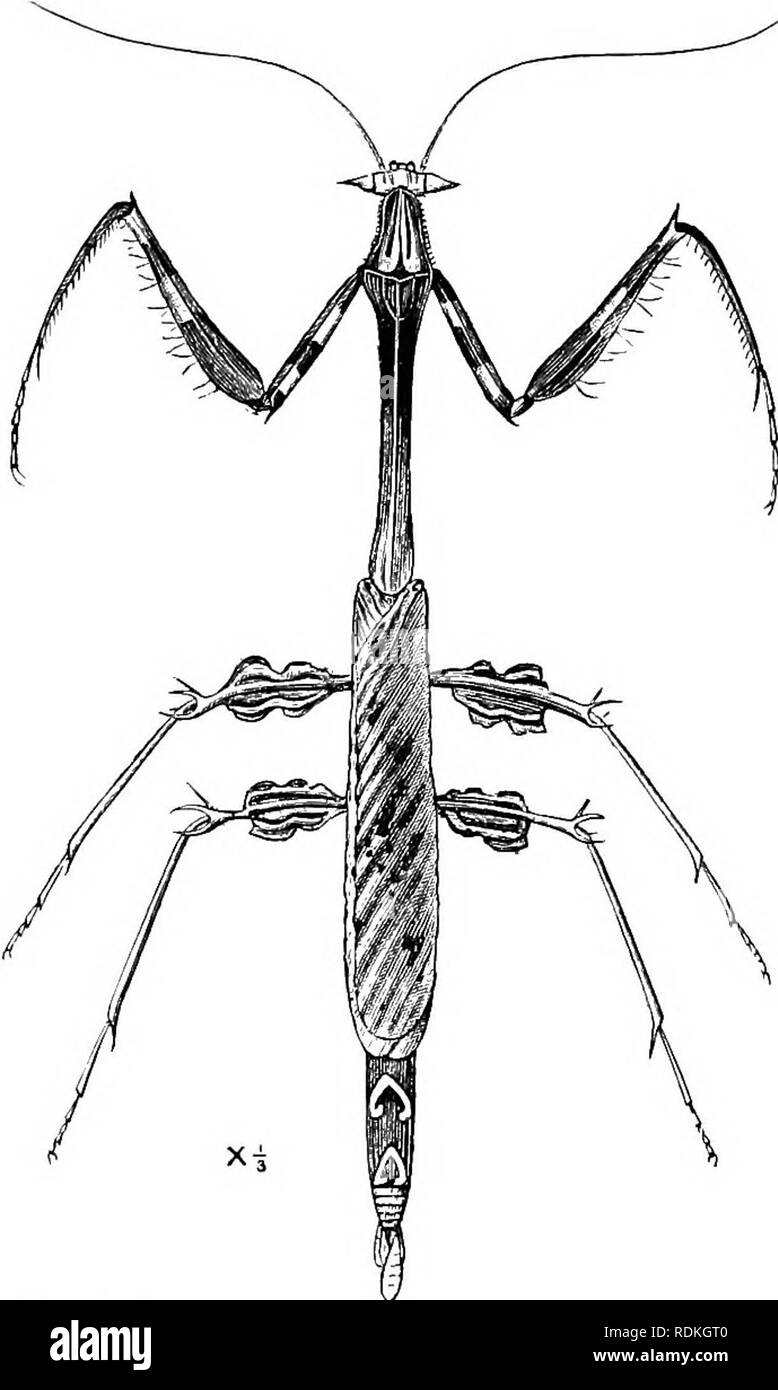 . The Cambridge natural history. Zoology. 254 ORTHOPTERA beautifully simulate blossoms of different colours. And it has been stated by Dr. Wallace, on the authority of a communication made to him by Sir Charles Dilke, that a small Mantis found in Java exactly resembles a pink Orchis-flower, and this species &quot; was not only said to attract Insects, but even the kind of Insects (but- terflies) which it allures and devours was men- tioned.&quot; We do not know of what species or genus this Insect may be, but Symenopus ticornis is a peculiar form of the tribe Harpagides, and has, to- gether wi Stock Photo