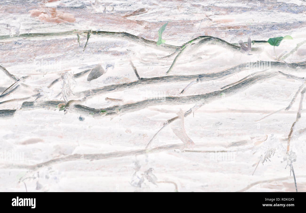 Nature Color Inverted Surreal and natural wooden background in nature - inverted colors give ...