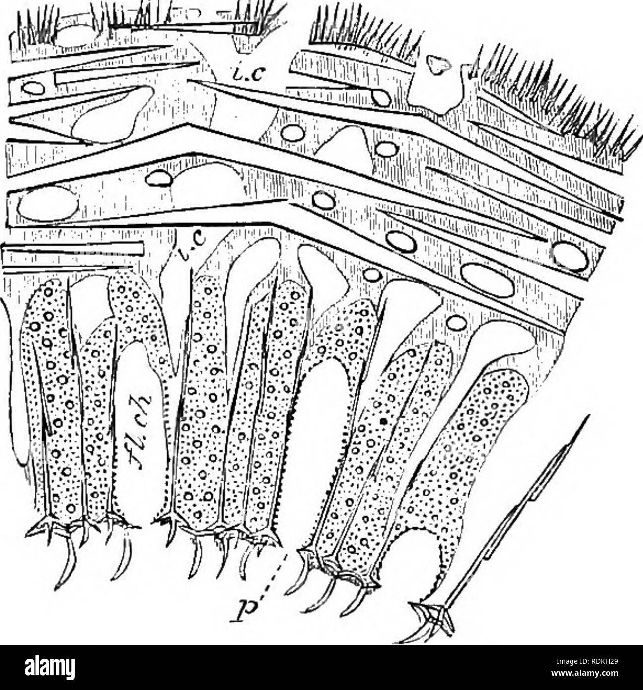 . The Cambridge natural history. Zoology. CALCAREA HETEROCOELA 191 Sycon itself was derived from the Ascon, we shall then have a sponge with a canal system of the type seen in Zeucandra among British forms, but more diagrammatically shown in the foreign genus Leucilla (Fig. 85). The foregoing remarks do not pretend to give an account of the transition from Sycon to LeTicilla as it occurred in phylogeny. For some in- dication of this we must await embryological research. In Lmicandra the funda- mental structure is obscured by the irregularity of its canal system. It shows a further and most imp Stock Photo