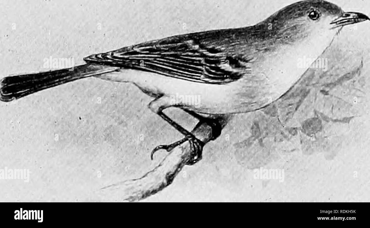 . The birds of Illinois and Wisconsin. Birds; Birds. Jan., 1909. Birds of Illinois and Wisconsin — Cory. 637 Messrs. Kumlien and Hollister consider it &quot;A rare summer resident' in southern Wisconsin.&quot; (Birds of Wisconsin, 1903, p. 108,) The nest is pensile, usually suspended from the fork of a branch in bushes or low trees. The eggs are 3 or 4, white with a few scat- tered spots of black and brown chiefly at the larger end, and measure about .75 X .54 inches. 299. Vireo bellii Aud. Bell's Vireo. Distr.: &quot; Upper Mississippi Valley and Great Plains, from Dakota, Minnesota, Illinois Stock Photo