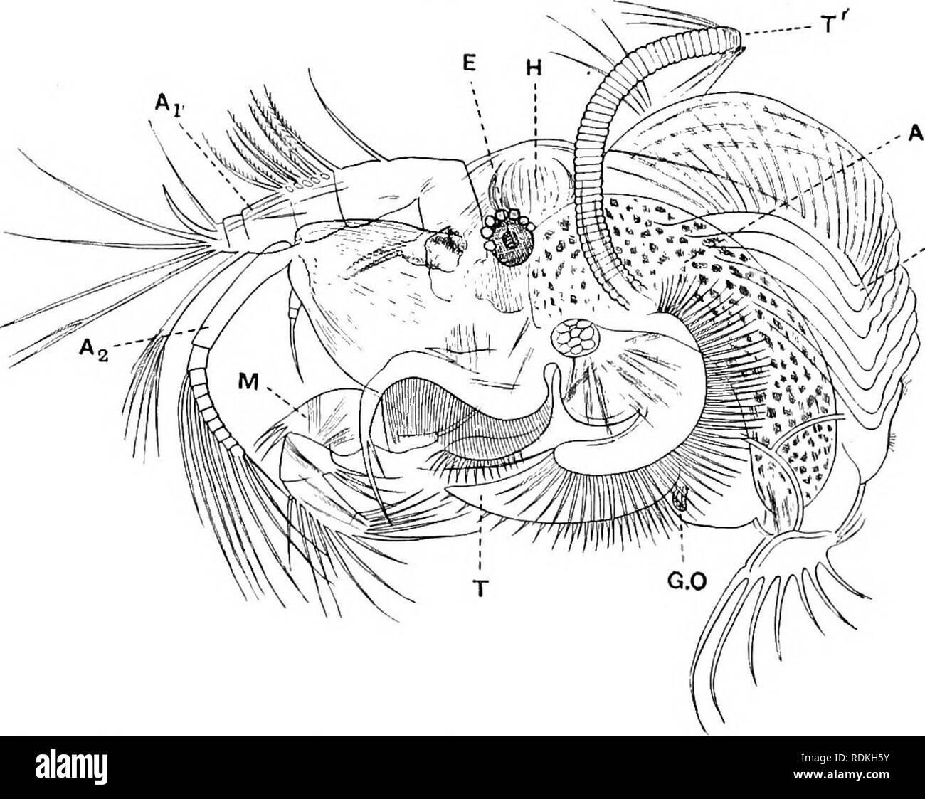 . The Cambridge natural history. Zoology. io8 CRUSTACEA OSTRACODA being pediform and used in walking. The telson in the Cytlieridae is rudimentary, but is well developed in the Cypridae. The heart is altogether absent. In many of the fresh-water forms, e.g. eonmion species of Candona and Cypris, niales are never found, and parthenogenetic reproduction by the females appears to proceed uninterruptedly. Weismann ^ kept females of Cypris reptans breeding partheno- genetically for eight years. He also remarks on the fact that these, and indeed all parthenogenetic female Ostracoda, retain the recep Stock Photo