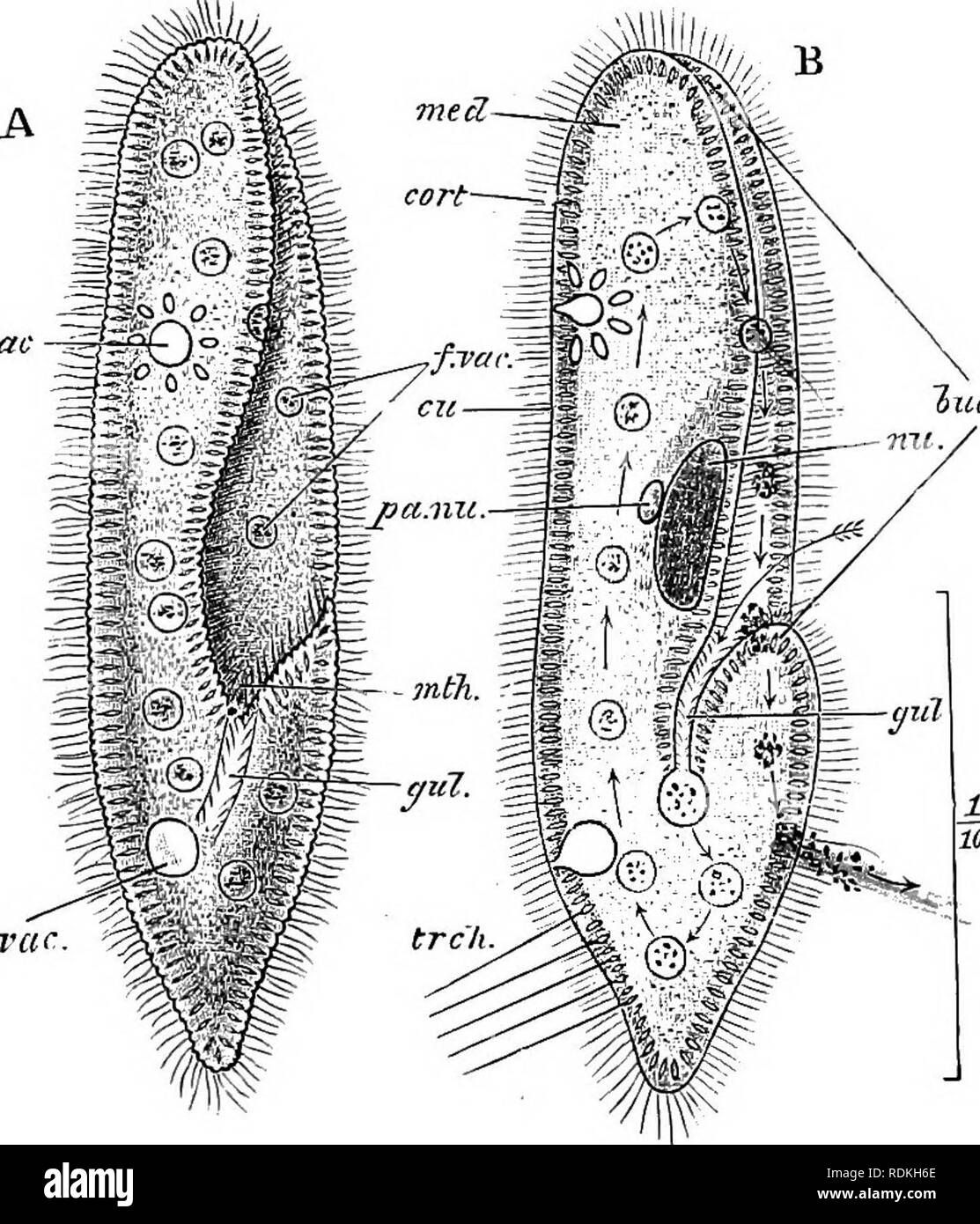 . The Cambridge natural history. Zoology. CILIATA 151 but its old nuclear apparatus is replaced by the fusion-nucleus. This new nucleus undergoes repeated fissions; its offspring enlarge unequally, the larger being differentiated as mega-, the smaller as micro-nuclei. The mates now separate (Fig. 52, F, G), and by the first (or subsequent) fission of each, the new mega- and micro-nuclei are distributed to the offspring. Colpidium colpoda. Tnic. ffT -^mm c.vac Fig. 55.—Paramecium caudatmn (Aspirotrichaceae). A, The living animal from the ventral aspect; B, the same in optical section, the arrow Stock Photo