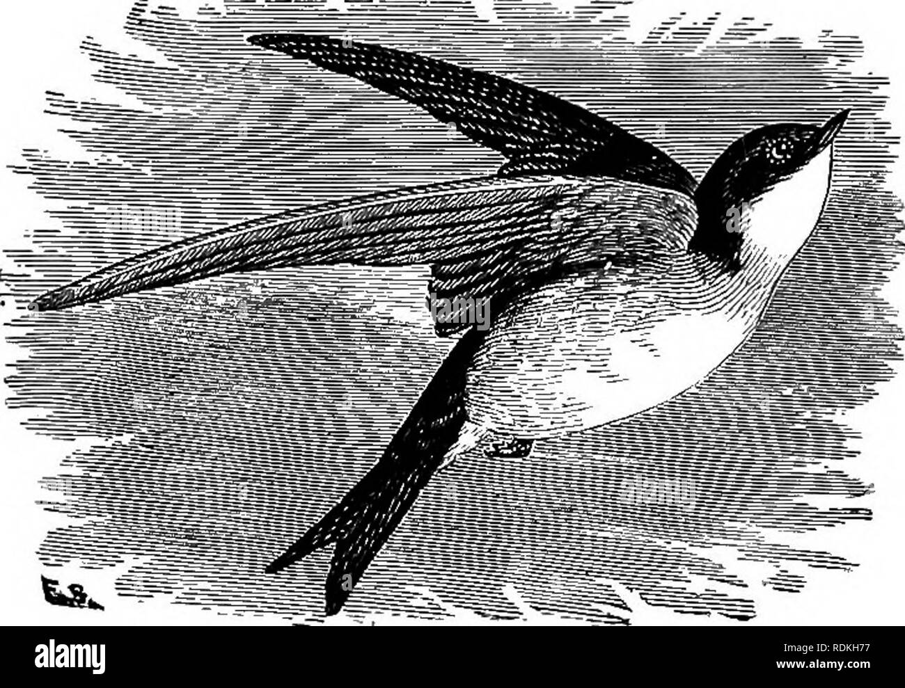 . The birds of Illinois and Wisconsin. Birds; Birds. Jan., 1909. Birds of Illinois and Wisconsin — Cory. 621 Genus IRIDOPROCNE Coues. 285. Iridoprocne bicolor (Vieill.). Tree Swallow. White-bellied Swallow. T-achycineta bicolor (Vieill.), A. 0. U. Check List, 1895, p. 258. Distr.: Whole of North America, north to Ungava, Hudson Bay, and Alaska, south in winter to Cuba and Central America; breeds from Alabama and Texas northward throughout its range. Adult male: Upper plumage, glossy greenish blue or steel-blue, showing a greenish gloss when held in the light; under parts, white;. Tree Swallow. Stock Photo