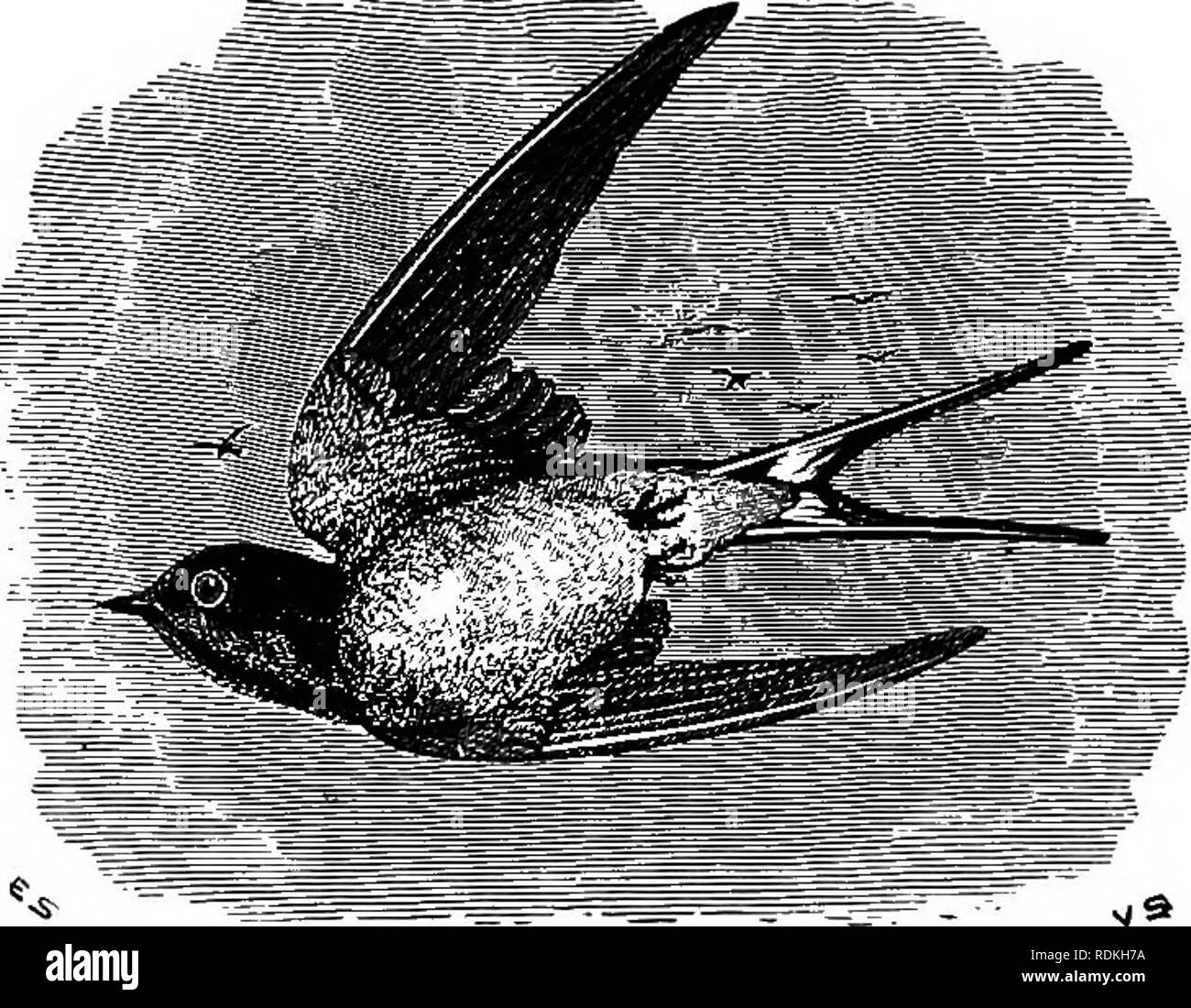. The birds of Illinois and Wisconsin. Birds; Birds. 620 Field Museum of Natural History — Zoology, Vol. IX. Genus HIRUNDO Linn. 284. Hirundo erythrogastra Bodd. Barn Swallow. Chelidon erythrogastra (Bodd.), A. 0. U. Check List, 1895, p. 258. Distr.: Whole of North Araerica, north to Ungava, Hudson Bay and Alaska, breeding throughout its North American range and in northern Mexico; south in winter throughout Central America, the West Indies, and a considerable portion of South America. Adult male: Tail, much forked; upper plumage, lustrous dark steel-blue; forehead and throat, rufous chestnut; Stock Photo