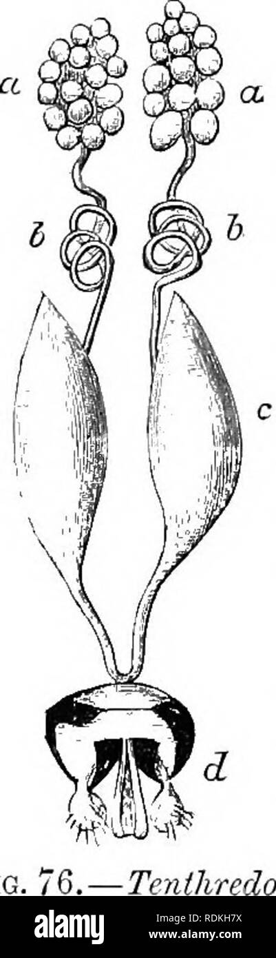 The Cambridge natural history. Zoology. 140 MALE-STRUCTURES of testes,  organs exhibiting much variety of form. The structure may consist of an  -ex'tremely long and fine convoluted tube, packed into a small