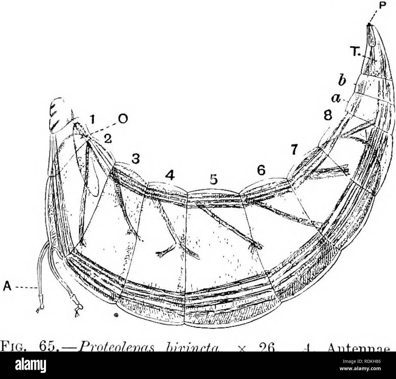 . The Cambridge natural history. Zoology. 94 CRUSTACEA—CIRRIPEDIA very much in the state characteristic of the Cyj^ris larvae of other Cirripedes, being furnished with two terminal hooks by which attachment is effected. The thoracic appendages, of which there are the normal number six, are reduced flabellate structures, and the abdomen forms an indefinitely segmented lolie of consider- able size. The animal appears to be in an arrested state of dcAelopment, and so retains some of the characteristics of the Cypris larvae, but it is very doubtful how far these characters can be considered primit Stock Photo