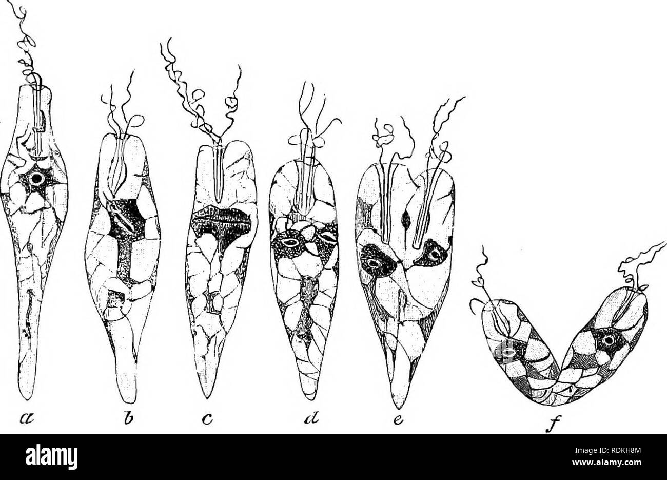 . The Cambridge natural history. Zoology. 124 PROTOZOA irregularly and at intervals, resolving finally into 1-nucleate frag- ments, which encyst and pass into the water. When swallowed the cyst dissolves, its contents enlarge, and ultimately assume the adult form.^ Maupasia has a partial investment of cilia, a single long flagellum and mouth, a contractile vesicle, and a single simple nucleus. It seems to find an appropriate place near the two above groups, though it is free, and possesses a mouth. Among the Euglenaceae, Euglena viridis is a very common. Fig. 42.âLongitudinal Fission of Eulrep Stock Photo