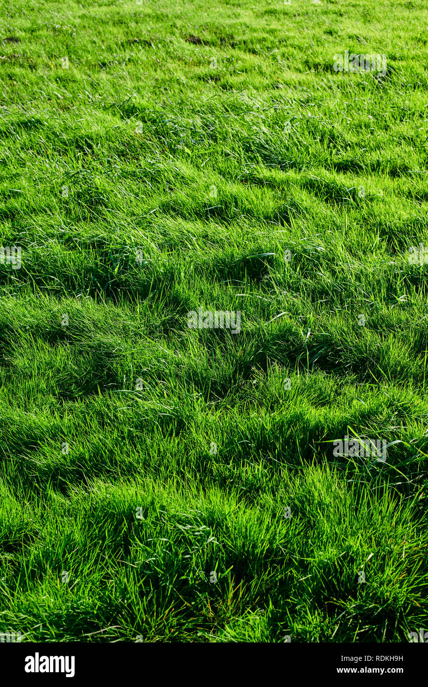 Green grass background meadow Stock Photo - Alamy