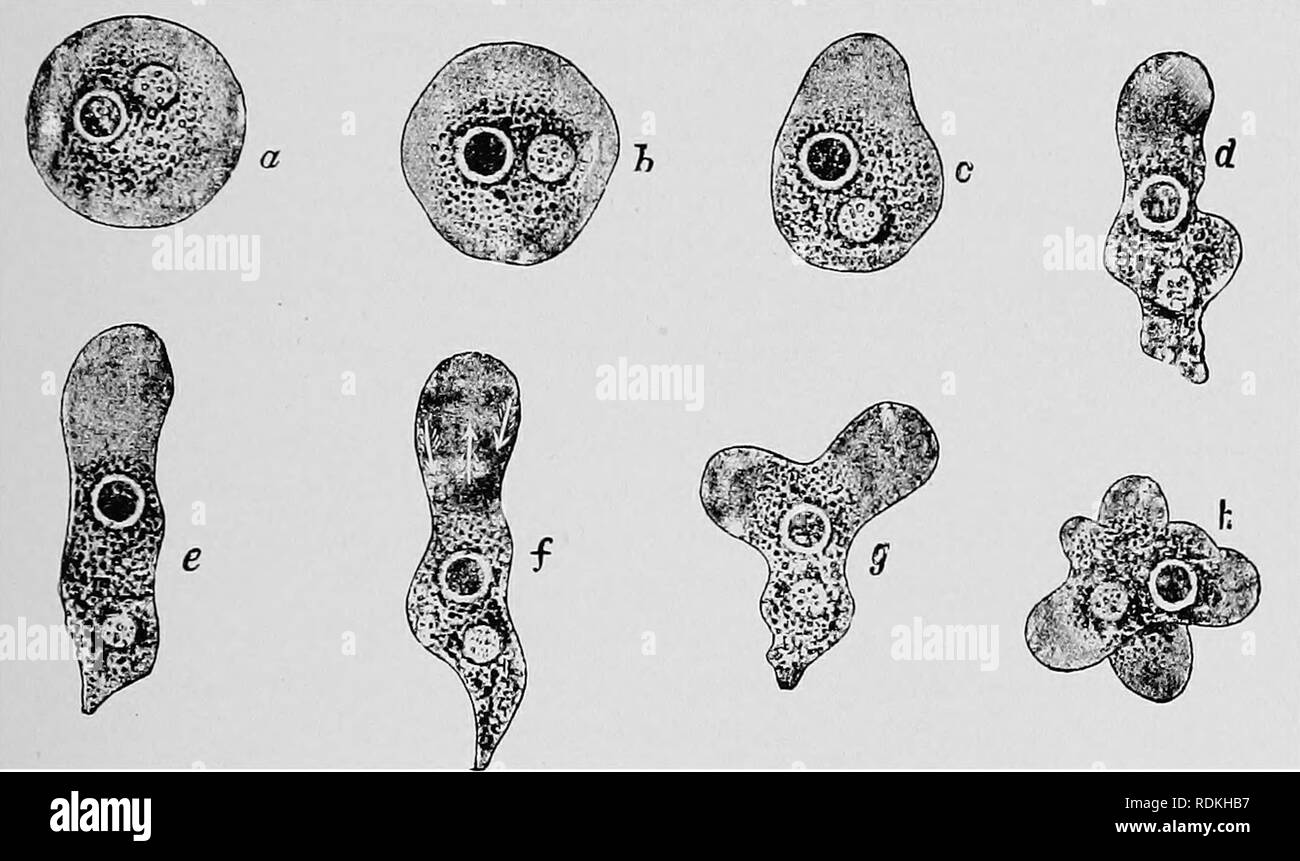 Granular ectoplasm hires stock photography and images Alamy