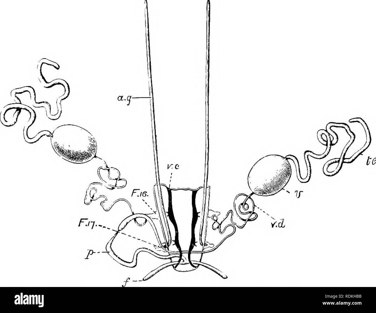 Elongated compartment hires stock photography and images Alamy