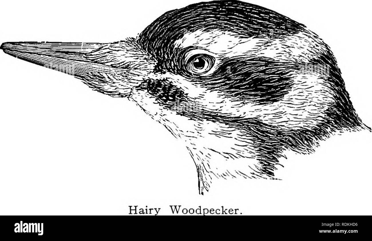 . The birds of Illinois and Wisconsin. Birds; Birds. Jan., 1909. Birds of Illinois and Wisconsin — Cory. 511 Genus DRYOBATES Boie. 189. Dryobates villosus (Linn.). Hairy Woodpecker. Distr.: Atlantic coast from North Carolina to Nova Scotia, west to Kansas and Nebraska. Adult male: Crown and greater portion of upper plumage, black; a scarlet nuchal band; a white stripe over the eye, bordered below. by a black stripe through the eye, then another white stripe bordered below by a black one on the sides of the throat; a patch on side of neck and middle of back, white; wings, heavily spotted with w Stock Photo