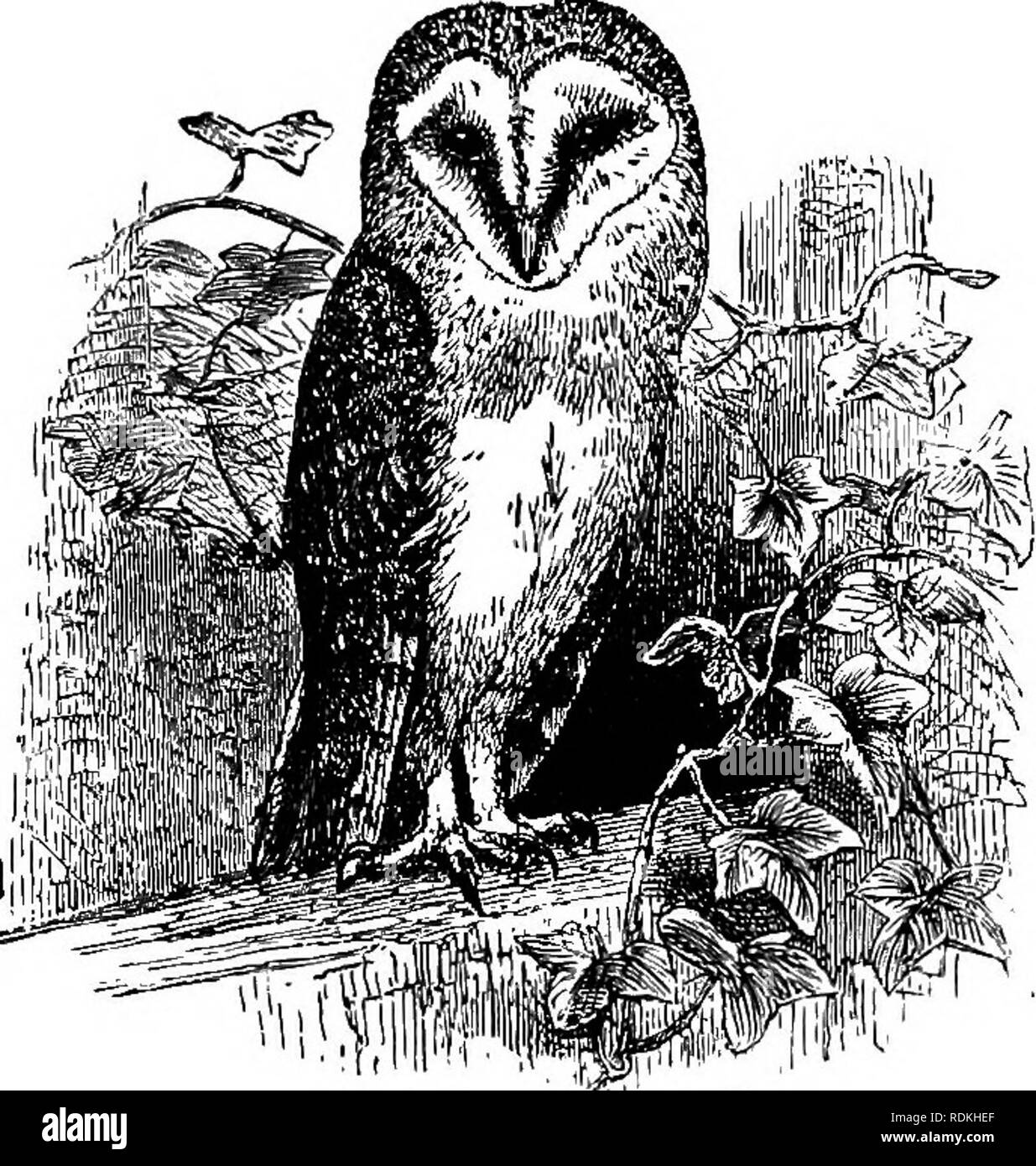 . The birds of Illinois and Wisconsin. Birds; Birds. Jan., 1909. Birds of Illinois and Wisconsin — Cory. 48s. Barn Owl. parts ranging in different specimens from pure white to buff, marked with scattered spots of brown; facial disks varying from white to tawny and bordered with buff, or in some cases dark brown; a brown spot in front of the eye; primaries, tawny, shading to white on the inner webs and banded with dark brown; tail, varying from white to tawny, usually mottled and banded with brown; iris, black. Length, 15 to 20; wing, 12,25 to 13.75; bill, .95; tarsus, about 2.60. The Barn Owl  Stock Photo