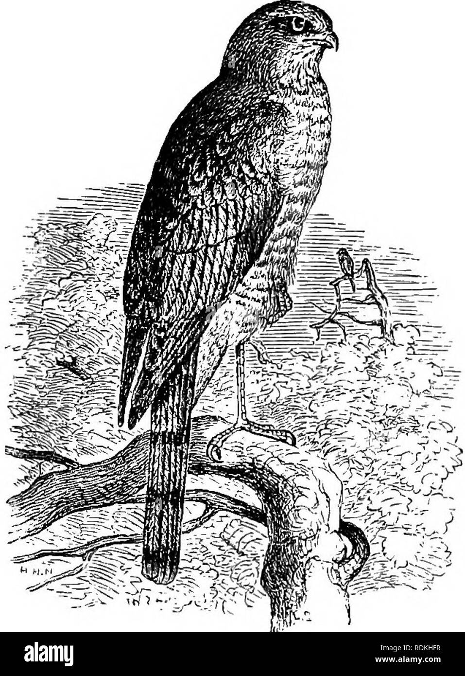 . The birds of Illinois and Wisconsin. Birds; Birds. 4s6 Field Museum op Natural History — Zoology, Vol. IX. In southern Illinois it occurs more or less commonly in winter. W. W. Cooke says: &quot;During the winter of 1884-85 the Marsh Hawk was plentiful at Paris, 111.&quot; (Bird Migr. Miss. Val., 1888, p. 113.) The nest is placed on the ground in grassy marshes. The eggs are usually 4 or 5, dull white or faintly tinged bluish or greenish, and measure about 1.85 x 1.45 inches. The Field Museum collection contains sets of eggs of this species taken between May 14 and June 15. Although the majo Stock Photo