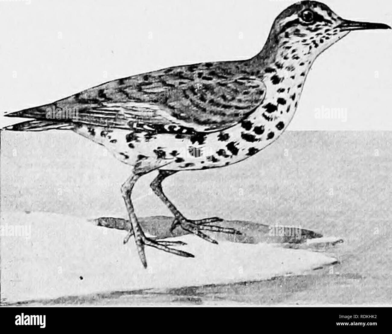 . The birds of Illinois and Wisconsin. Birds; Birds. 420 Field Museum of Natural History—Zoology, Vol. IX. Calumet Lake, Cook Co., 111., Sept. 1898. (The Auk, Vol. XVI, 1899, p. 276.) It has occasionally been taken in Wisconsin, but Kumlien and Hollister consider it a &quot;rare migrant.&quot; Genus ACTITIS Illiger. 130. Actitis macularia (Linn.) . Spotted Sandpiper. Distr.: North and South America, from Alaska to the West Indies, Middle America and Brazil; breeds throughout temperate North America. Adult in summer: Top of the head and back, olive green, showing bronzy reflections when held in Stock Photo