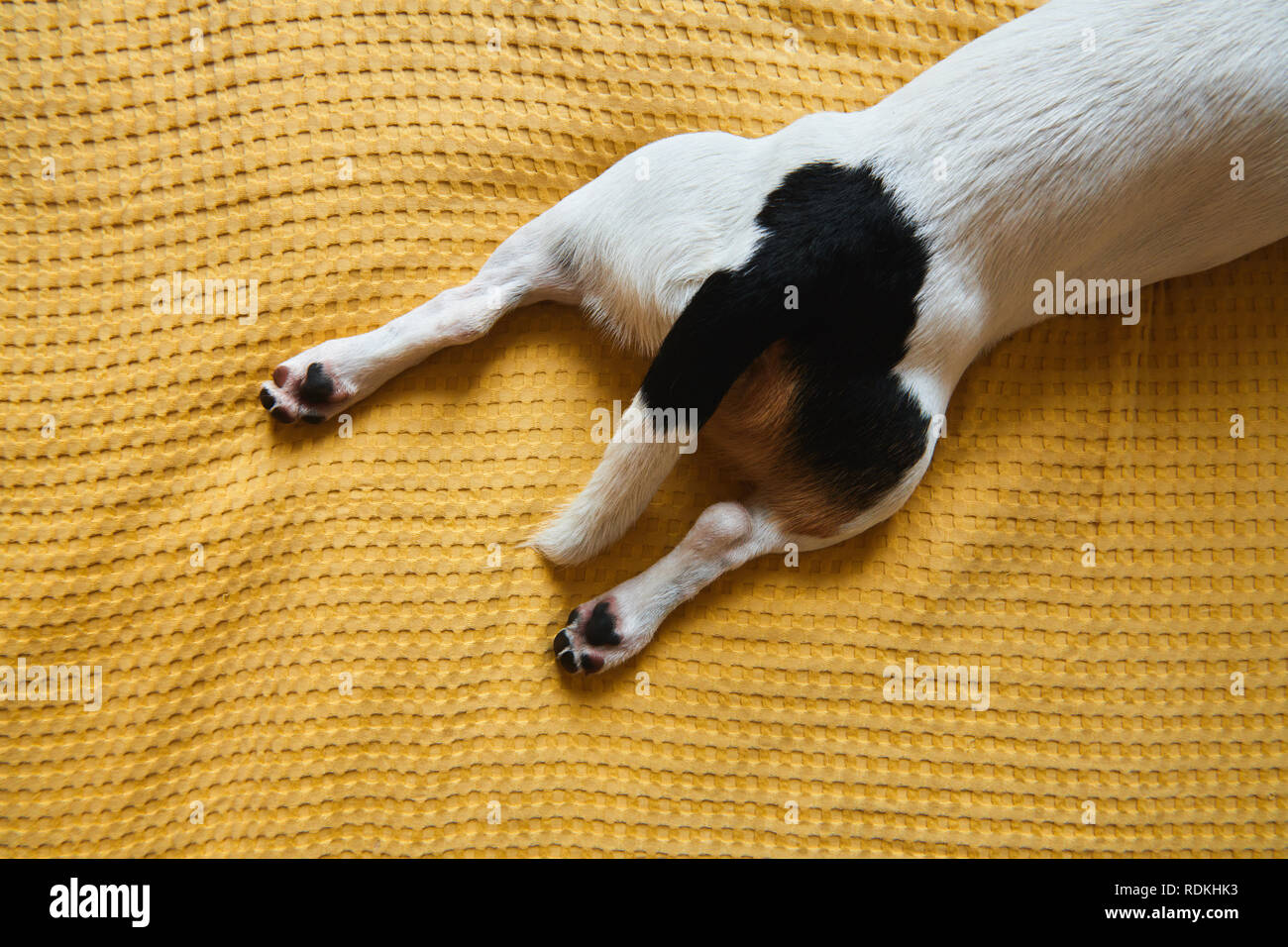 Dog Jack Russell lies on the bed Stock Photo Alamy