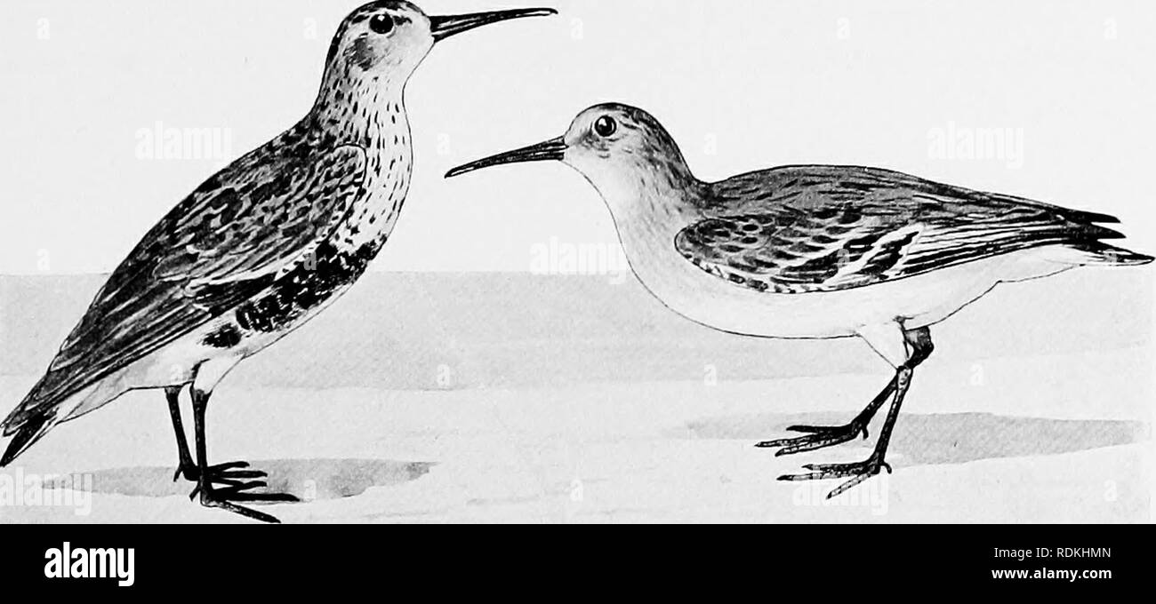 . The birds of Illinois and Wisconsin. Birds; Birds. Jan., 1909. Birds of Illinois and Wisconsin — Cory. 407 Genus PELIDNA Cuvier. 118. Pelidna alpina sakhalina (Vieill.). Red-backed Sandpiper. Tringa alpina pacifica (Coues), A. O. U. Check List, 1895, p. 89. Distr.: North America and eastern Asia, breeding in the Arctic regions; south to Mexico and Central America, in winter.. Summer. Red-backed Sandpiper. Winter. Adult in summer: Bill, slightly bent down near the tip; the feathers on the top of the head and back, bright rufous brown, heavily blotched with black on the central part of each fe Stock Photo