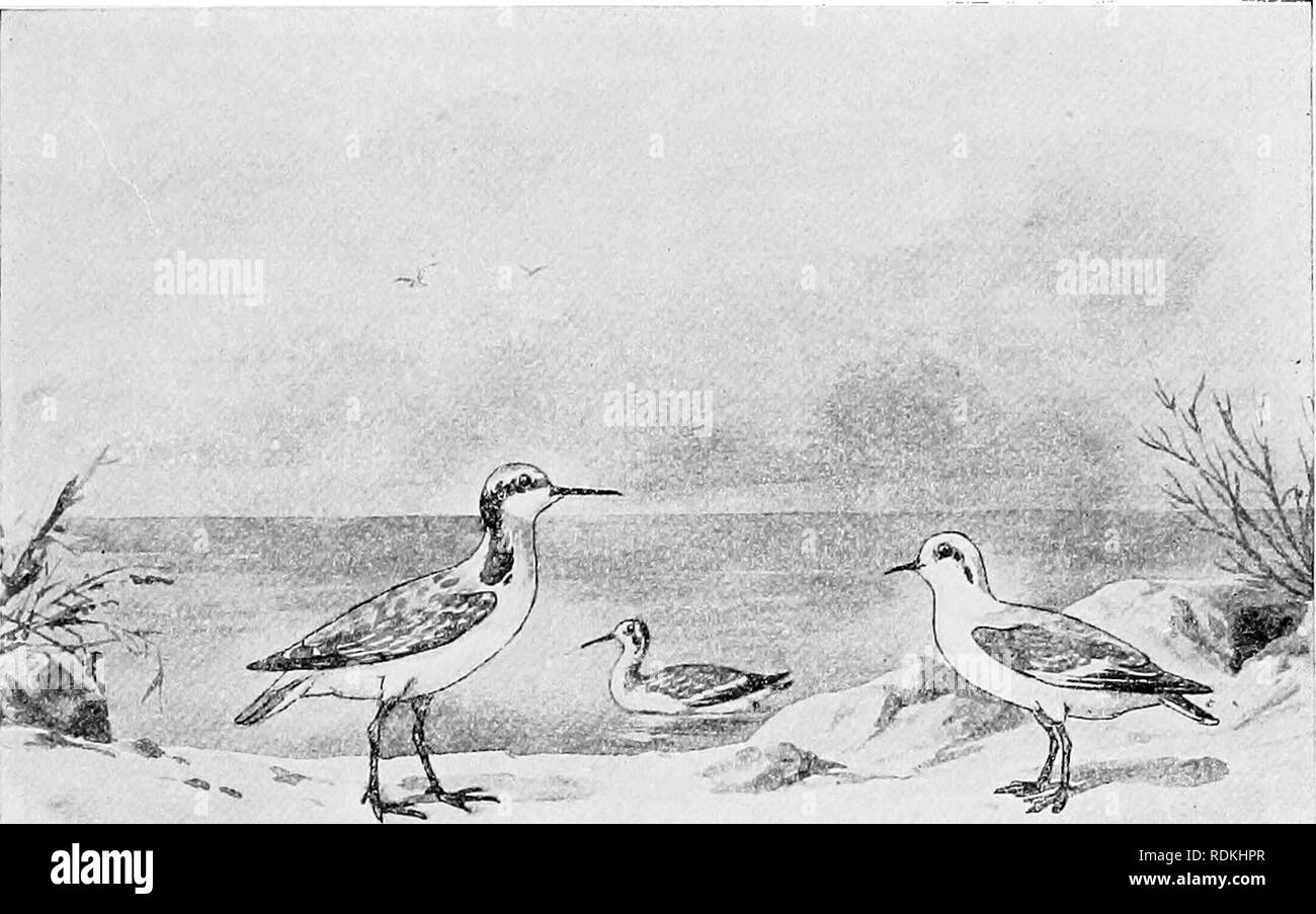 Marginal Bird Marginal ponds Black and White Stock Photos & Images - Alamy