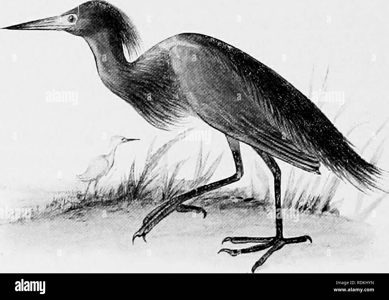 . The birds of Illinois and Wisconsin. Birds; Birds. 37o' Field Museum of Natural History — Zoology, Vol. IX. Genus FLORIDA Baird. 86. Florida caerulea (Linn.). Little Blue Heron. Ardea casrulea Linn., A. 0. U. Check List, 1895, p. 73. Bisir.: Eastern United States, from New Jersey, Illinois, and Kan- sas, southward through Mexico and Central America to northern South America, also West Indies; accidental as far north as Maine and Wisconsin. Adult: Head and neck, purplish red or maroon, rest of plumage, grayish blue; bill, black at the end; basal portion and loral space, blue; legs and feet, b Stock Photo
