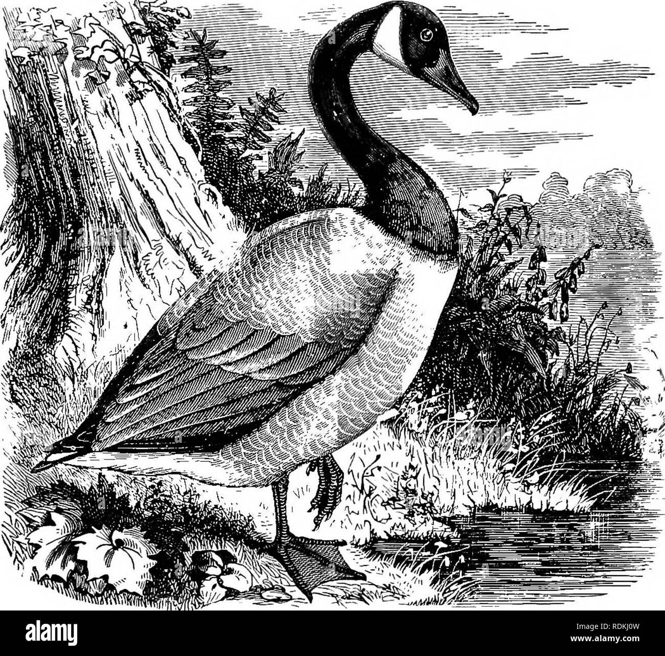 . The birds of Illinois and Wisconsin. Birds; Birds. Jan., 1909. Birds of Illinois and Wisconsin — Cory. 351 This species is much less common than formerly, but still occurs in more or less numbers in Illinois and Wisconsin during the migra- tions. Genus BRANTA Scopoli. 71. Branta canadensis (Linn.). Canada Goose. Distr.: Temperate North America, breeding chiefly from the Sas- katchewan and Alberta, Minnesota and North Dakota northward; south in winter from the middle Atlantic coast and Gulf states as far as Jamaica and on the west side from British Columbia to Mexico. Adult: Head and neck, bl Stock Photo
