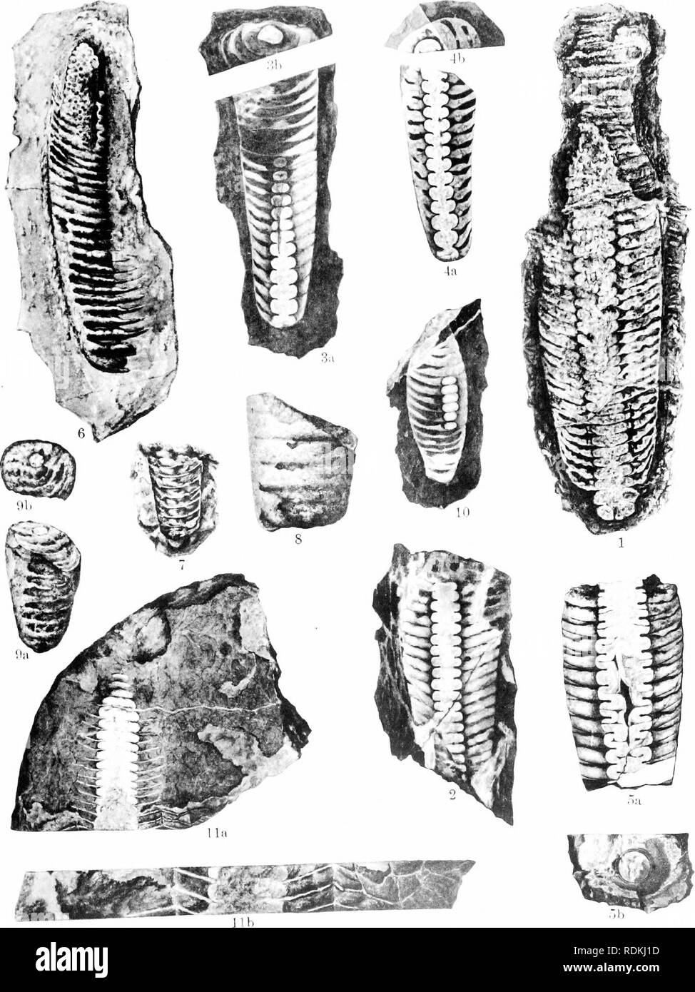 . Ordovician fossils of north China. Paleontology; Paleontology. PAL ...