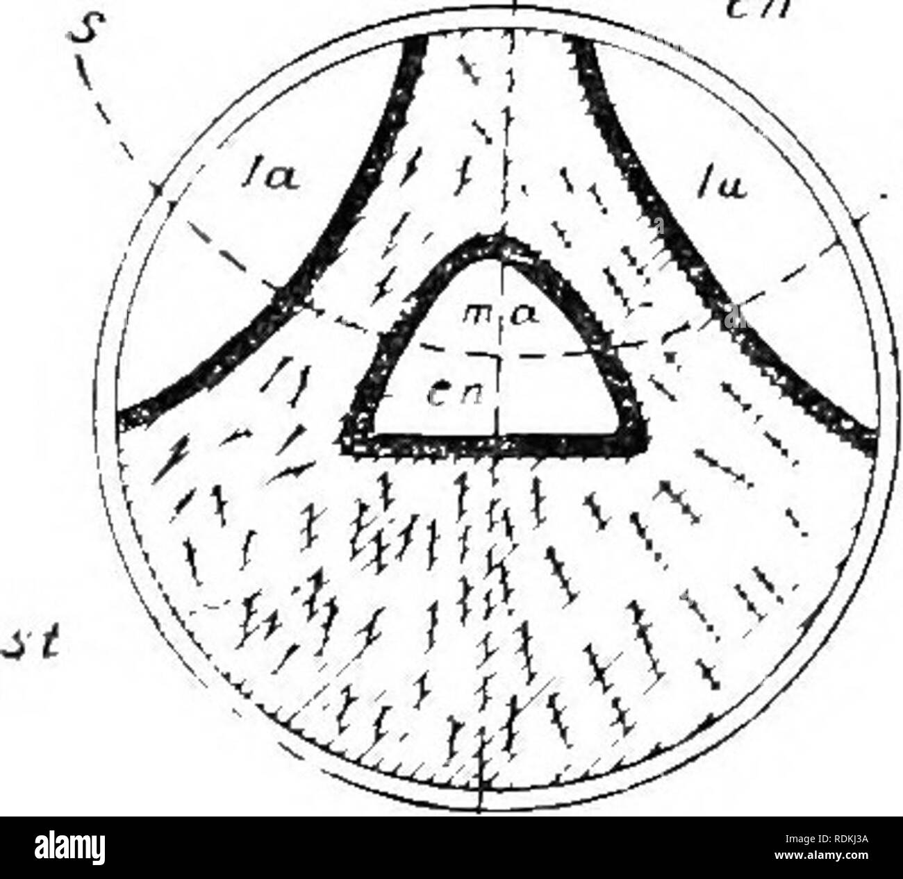 . Ordovician fossils of north China. Paleontology; Paleontology. Fig ...
