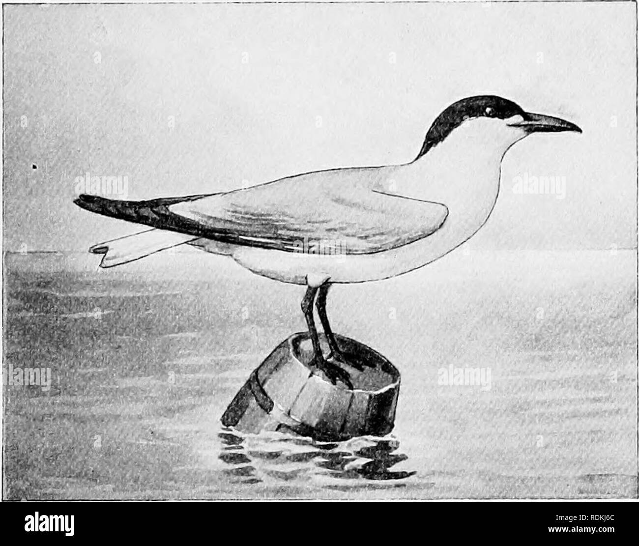 . The birds of Illinois and Wisconsin. Birds; Birds. Jan., 1909. Birds of Illinois and Wisconsin — Cory. 299 Genus STERNA Linn. 23. Sterna caspia Pallas. Caspian Tern. Sterna tschegrava (Lepech), A. O. U. Check List, 1895, p. 23. Distr.: A nearly cosmopolitan species; in North America breed- ing along the middle Atlantic and Pacific coasts and in parts of the interior. Adult in spring: Entire top of head, black, the black extending below the eye; the occipital feathers, lengthened, extending to the. Caspian Tern. nape; back and'wings, pale pearl gray; rest of plumage, white; pri- maries, ash g Stock Photo
