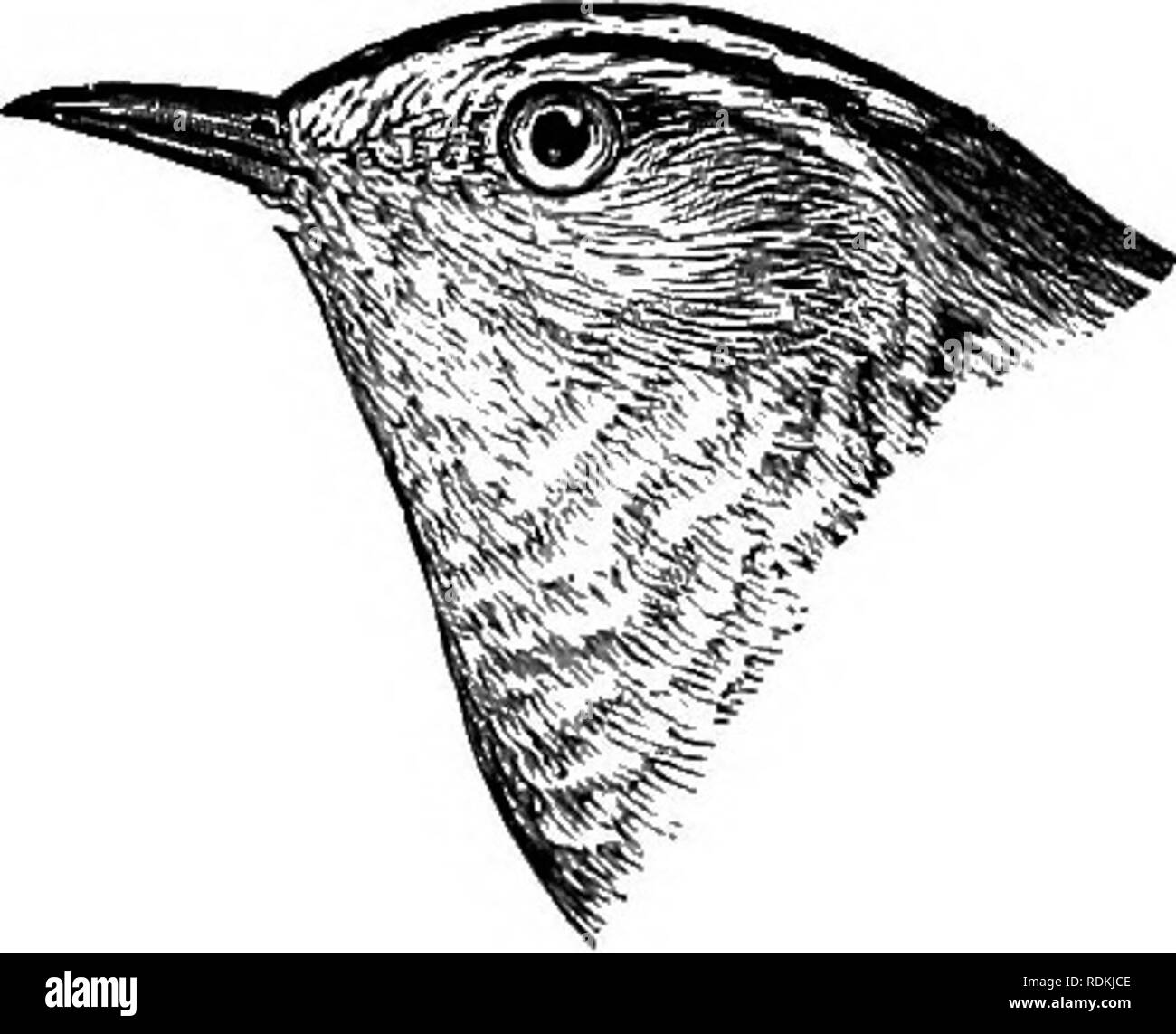 The birds of Illinois and Wisconsin. Birds; Birds. winter Wren. Under  parts, distinctly brownish, dotted and speckled with brown on flanks and  abdomen; tail 1.25 or less; outer tail feathers, not