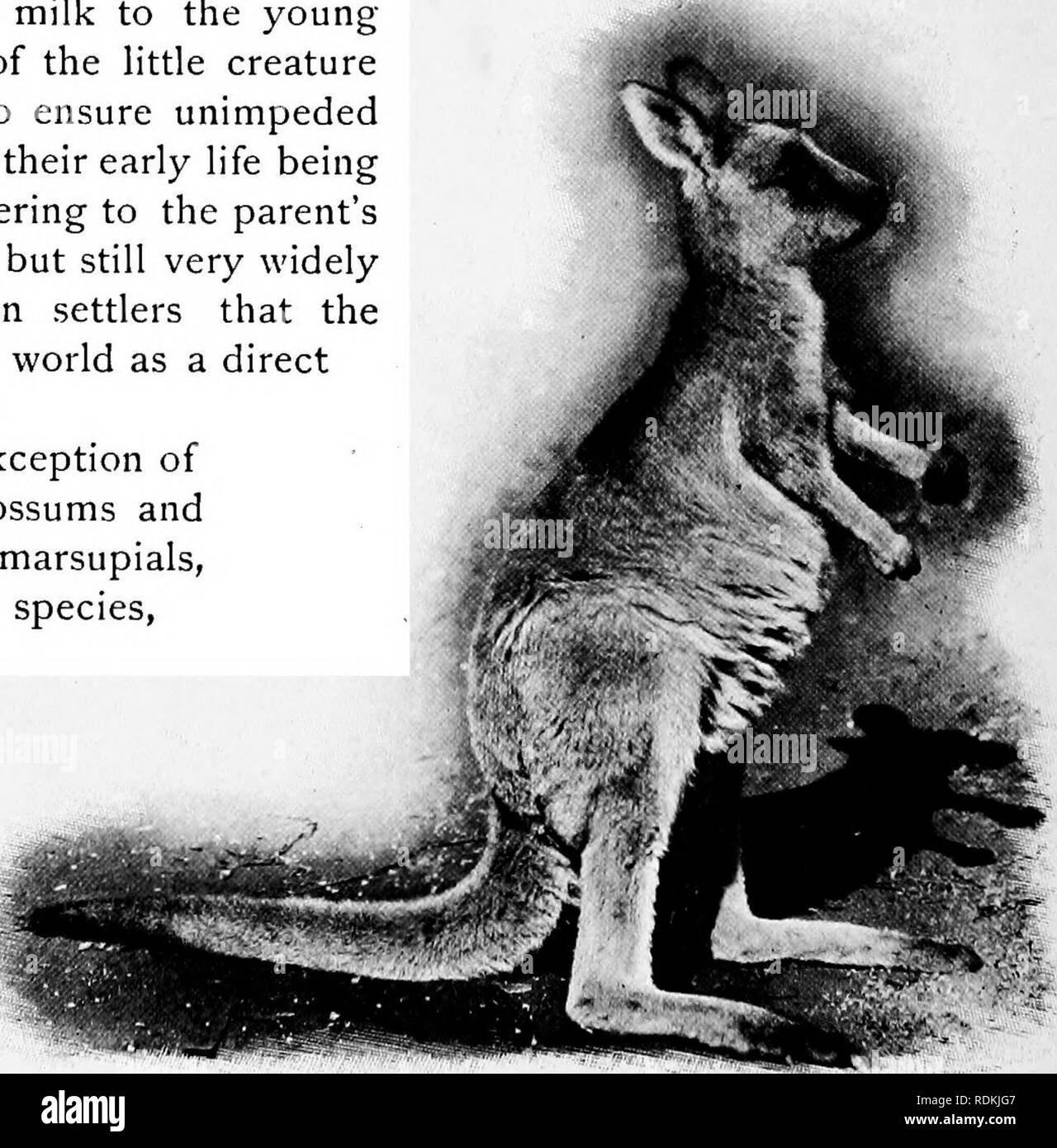. Mammals of other lands;. Mammals. CHAPTER XXII MARSUPIALS AND MONOTREMES BY W. SAVILLE-KENT, F.L.S., F.Z.S. MARSUPIALS WITH the order of the Pouched Mammals we arrive — with the exception of the Echidna and Platypus, next described — at the most simply organised representatives of the Mammalian Class. In the two forms above named, egg-production, after the manner of birds and reptiles, constitutes the only method of propagation. Although among marsupials so rudimentary a method of reproduction is not met with, the young are brought into the world in a far more embryonic condition than occurs Stock Photo