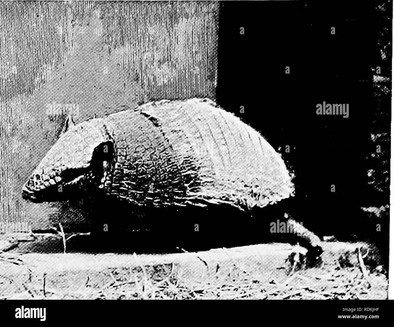 Scaly armour Black and White Stock Photos & Images - Alamy