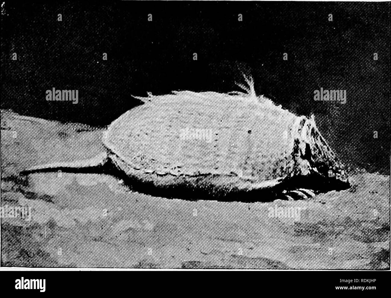 Armadillos illustrations hi-res stock photography and images - Alamy