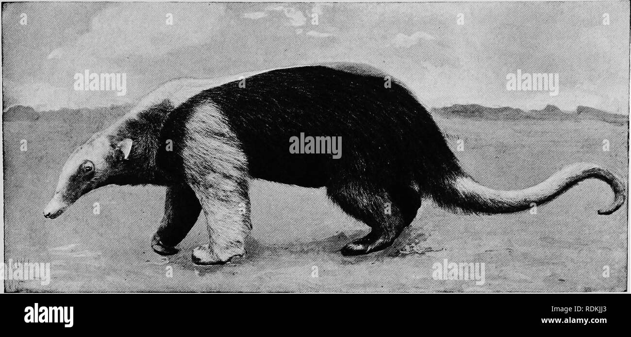 Tree dwelling ant species Black and White Stock Photos & Images - Alamy