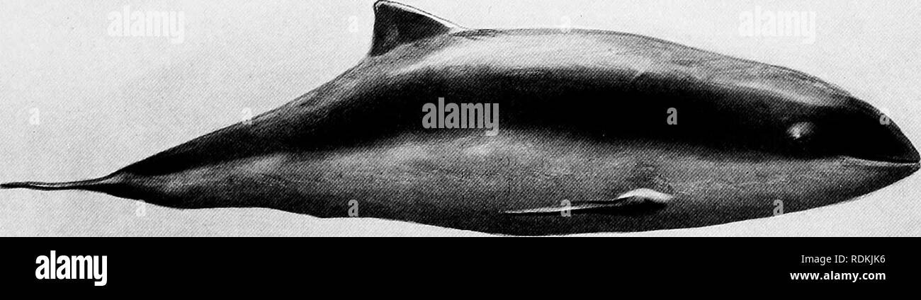 . Mammals of other lands;. Mammals. DUGONGS, MANATEES, WHALES, PORPOISES, DOLPHINS 297 some cases as rare as those of the rustic bunting and red-necked nightjar among birds, or of the derkio and spotted dragonet among fishes. British zoologists, however, usually include the following: âWhalebone-WHALES : Southern Right-whale ; Humpback; Finbacks, or Rorquals. TOOTHED WHALES : Sperm-whale, or Cachalot; Narwhal; Beluga, or White Whale; Grampuses; Beaked Whale ; Broad-fronted Whale; Cuvier's Whale ; Sowerby's Whale; Pilot-whale; Porpoise; Dolphin; White-sided Dolphin ; White-beaked Dolphin; Bottl Stock Photo