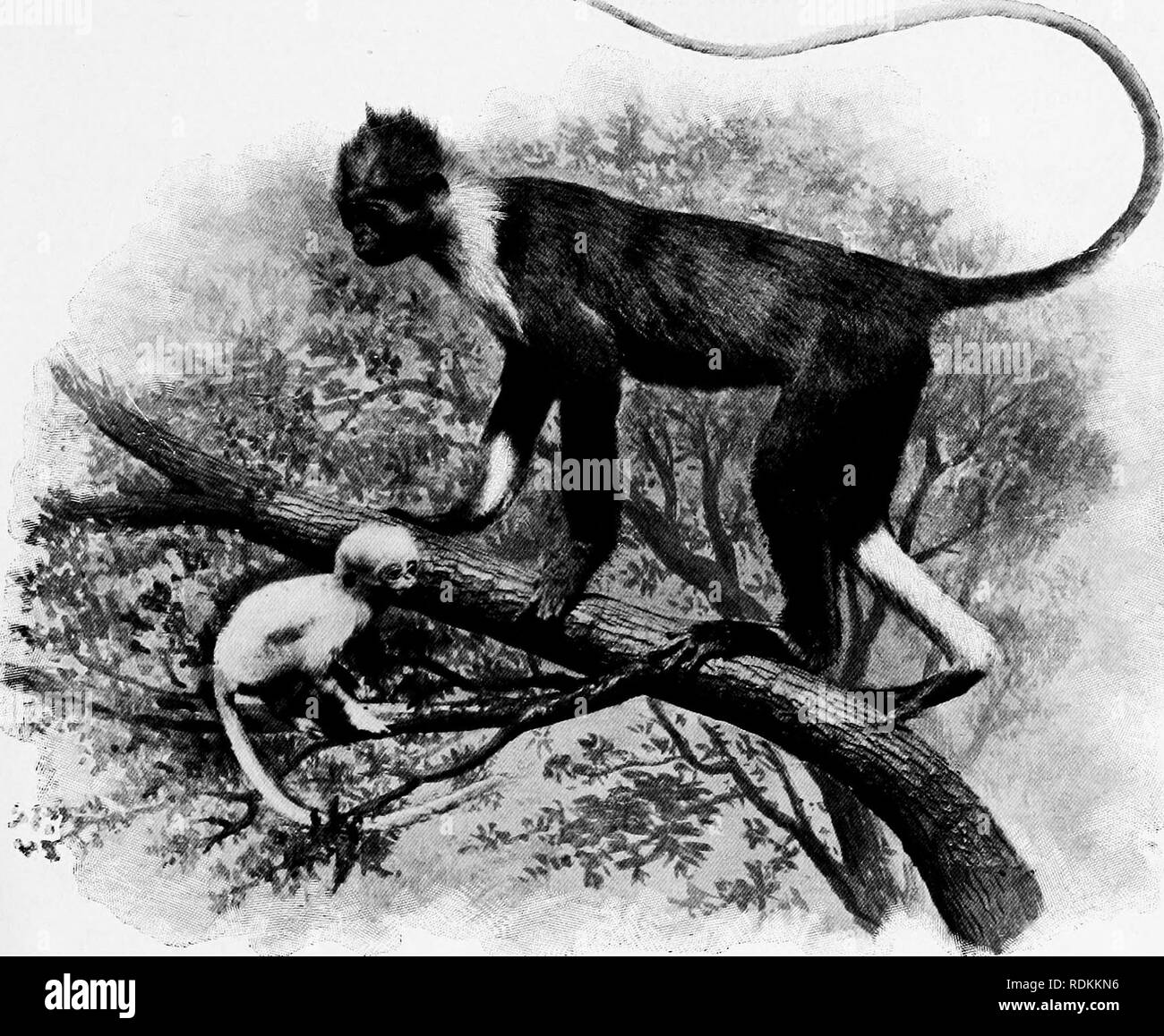 Langur monkey Black and White Stock Photos & Images - Alamy