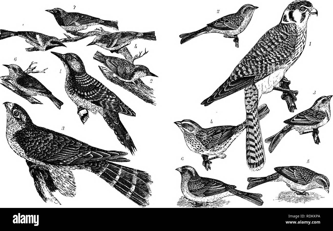 . American ornithology : or, The natural history of the birds of the United States . Birds. Plate 13.—1. Tyrant Flycatcher. 2. Great Crested Fly- catcher. 3. Small Green Crested Flycatcher. 4. Pewit Fly- catdu-r. B. Wood Pewit Flycatcher. Plate 14.—1. Brown Thrush, -l. Golden-crowned Thrush. 3. Cat-bird. 4. Bay-breasted Warbler. 5. Chestnut-sided ^^'ar- bler. 6. Mourning Warbler.. Plate 15.—1. Eed-cockaded Woodpecker. 2. Brown-headed Plate 10.—1. American Sparrow Hawk. 2. Field Sparruiv. Nuthatch. 3. Pigeon Hawk. 4. Blue-winged Yellow War- 3. Tree Sparrow. 4. Song Sparrow. 5. Chipping Sparrow. Stock Photo