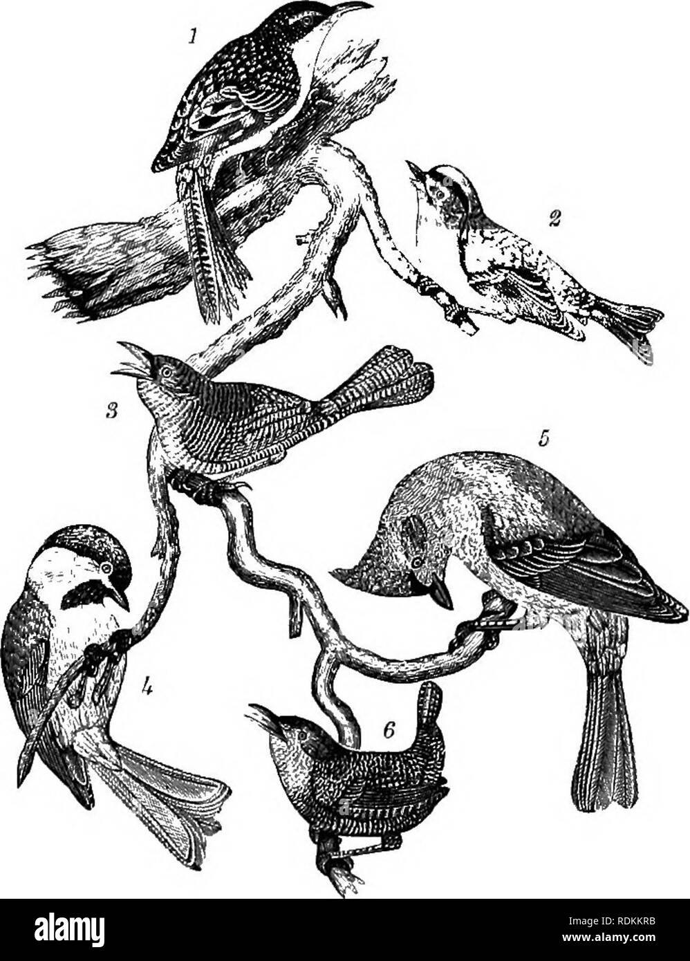 . American ornithology : or, The natural history of the birds of the United States . Birds. Plate 7,-1. Cedar-bird. 2. Red-bellied Woodpecker. 3, Plate 8.—1. Brown Creeper. 2. (iolden-erested Wren. 3. Yellow-throated Flycatcher. 4. Purple Finch. House Wren. 4. Black-capped Titmouse. 5. Crested Titmouse. 6. Winter Wren.. Please note that these images are extracted from scanned page images that may have been digitally enhanced for readability - coloration and appearance of these illustrations may not perfectly resemble the original work.. Wilson, Alexander, 1766-1813; Bonaparte, Charles Lucian,  Stock Photo