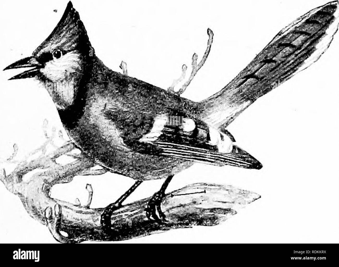 Gray Birds – Facts, List, Pictures, image size:1300x1025