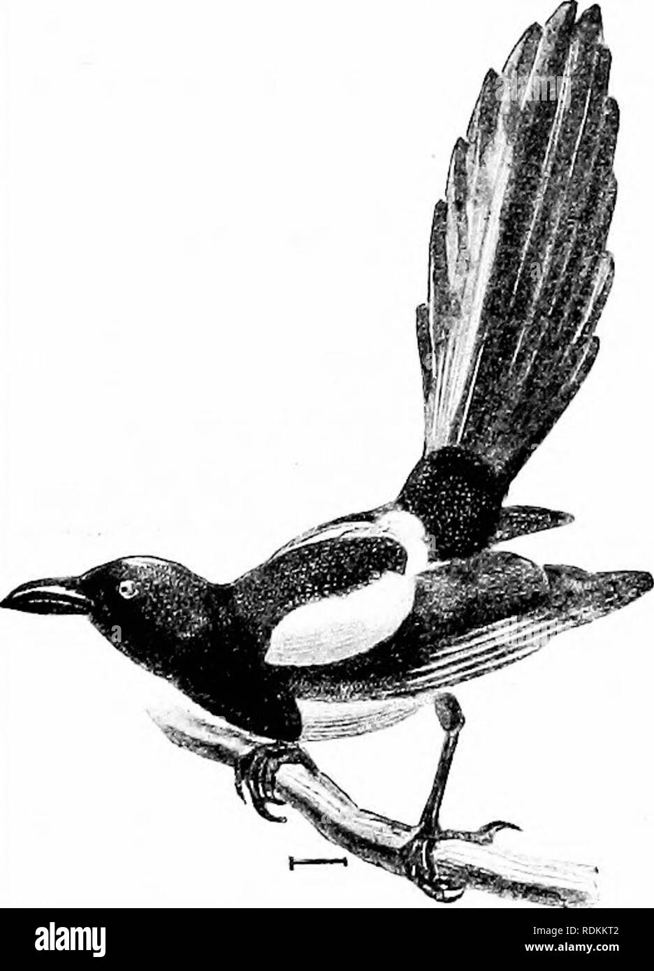 Small Black Bird With White Belly: 8 Species It Might Be - A-Z Animals, image size:936x1390