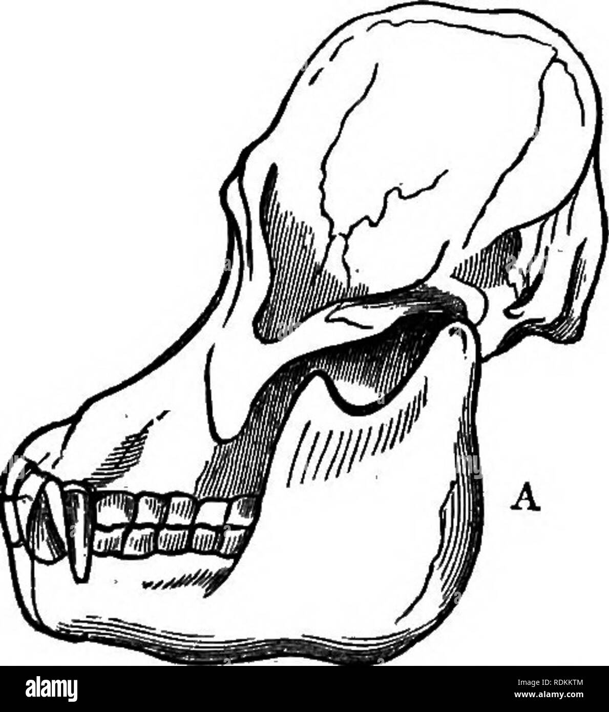 . A manual of zoology for the use of students : with a general ...
