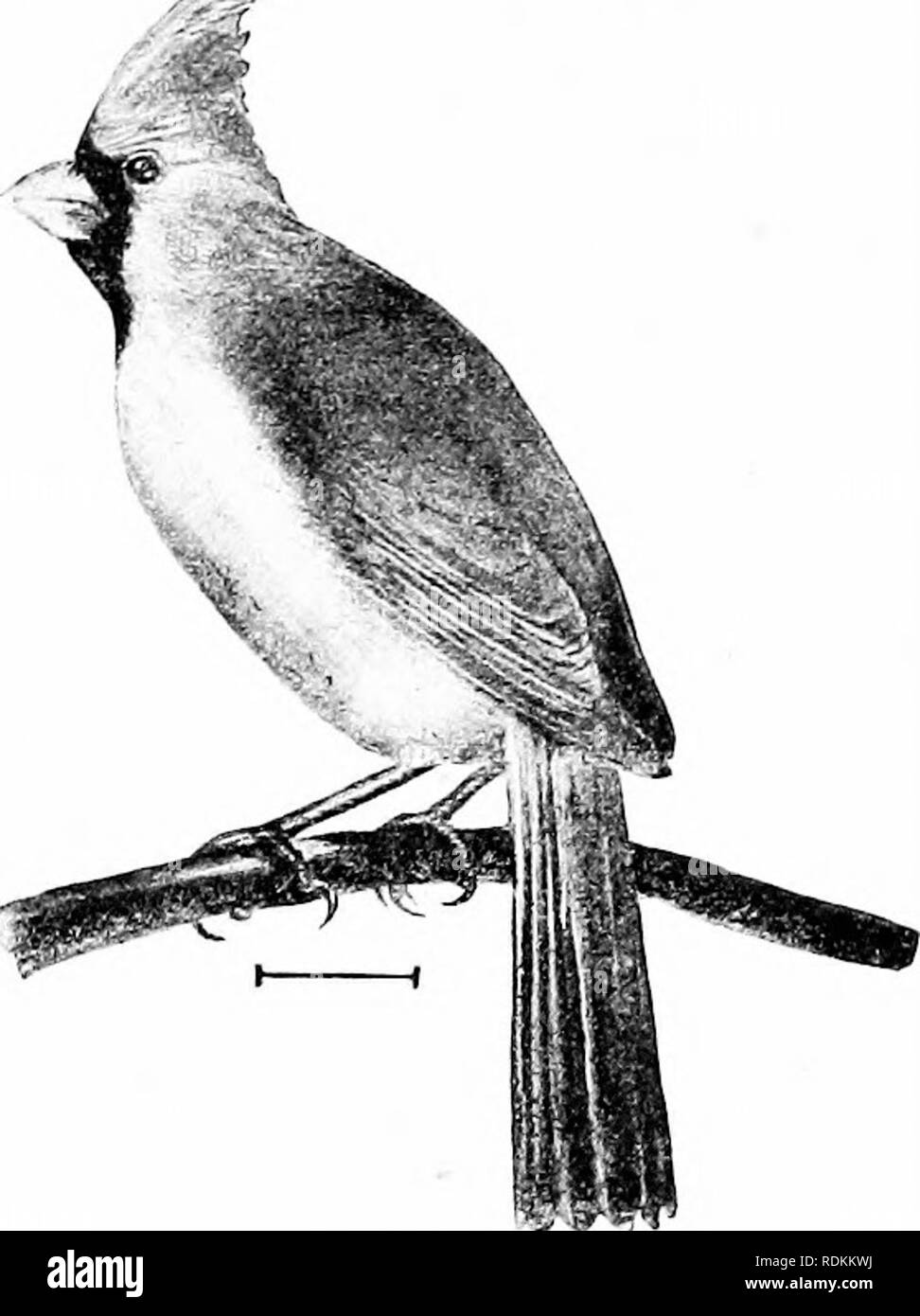 Parts Of A Cardinal Bird
