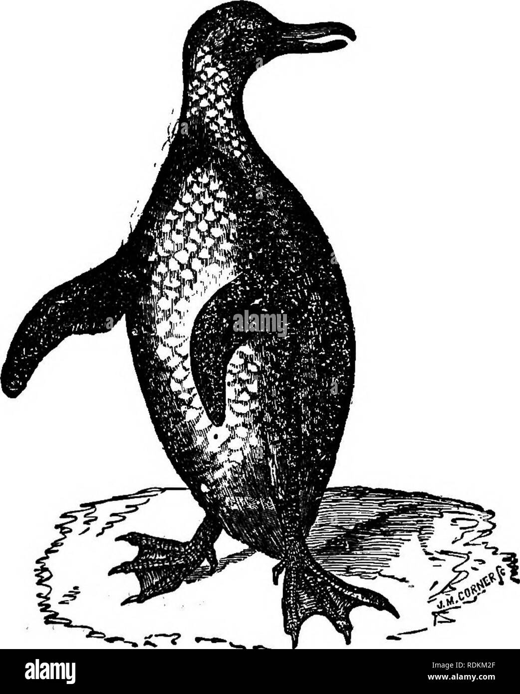 . A manual of zoology for the use of students : with a general introduction on the principles of zoology . Zoology. 476 MANUAL OF ZOOLOGY. Jackass Penguin {Sphmiscus demersus) of the Falkland Islands, and the King Penguin (Aptenodytes Patagonicd) of the Straits ' of Magalhaens. In the Auks {Alcidce) !se. wings are better developed than in the Penguins, and they contaioi true quill- feathers ; but they are still short as compared with the size of. Fig. i86.—Jackass Penguin ISphettiscits demersusy the body, and are of more use as fins than for flight. The Great Auk or Gare-fowl {Alca impmnis)  Stock Photo