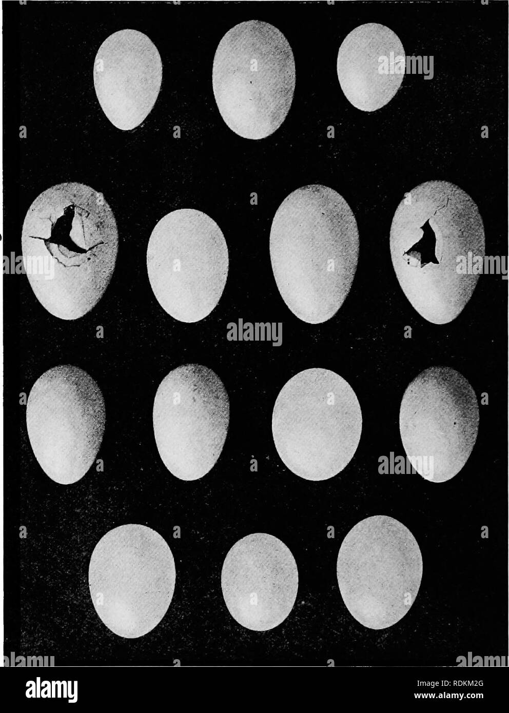 . Sketches of South African bird-life. Birds. 274 BIRD-PAHASITES. !Fia. 139.—Eggs of Honey-guides with those of hosts. 1. Egg of Leaser Honey-guide with those ot Black-collared Baihet. 2. „ ,, Yellow-thioated do. „ „ Pied Starling. 3 White-cheeked do. „ „ Wood Hoopoe. 4. „ „ Unknown do White-throated Swallow.. Please note that these images are extracted from scanned page images that may have been digitally enhanced for readability - coloration and appearance of these illustrations may not perfectly resemble the original work.. Haagner, Alwin Karl, 1880-; Ivy, Robert Henry. Cape Town, T. M. Mil Stock Photo