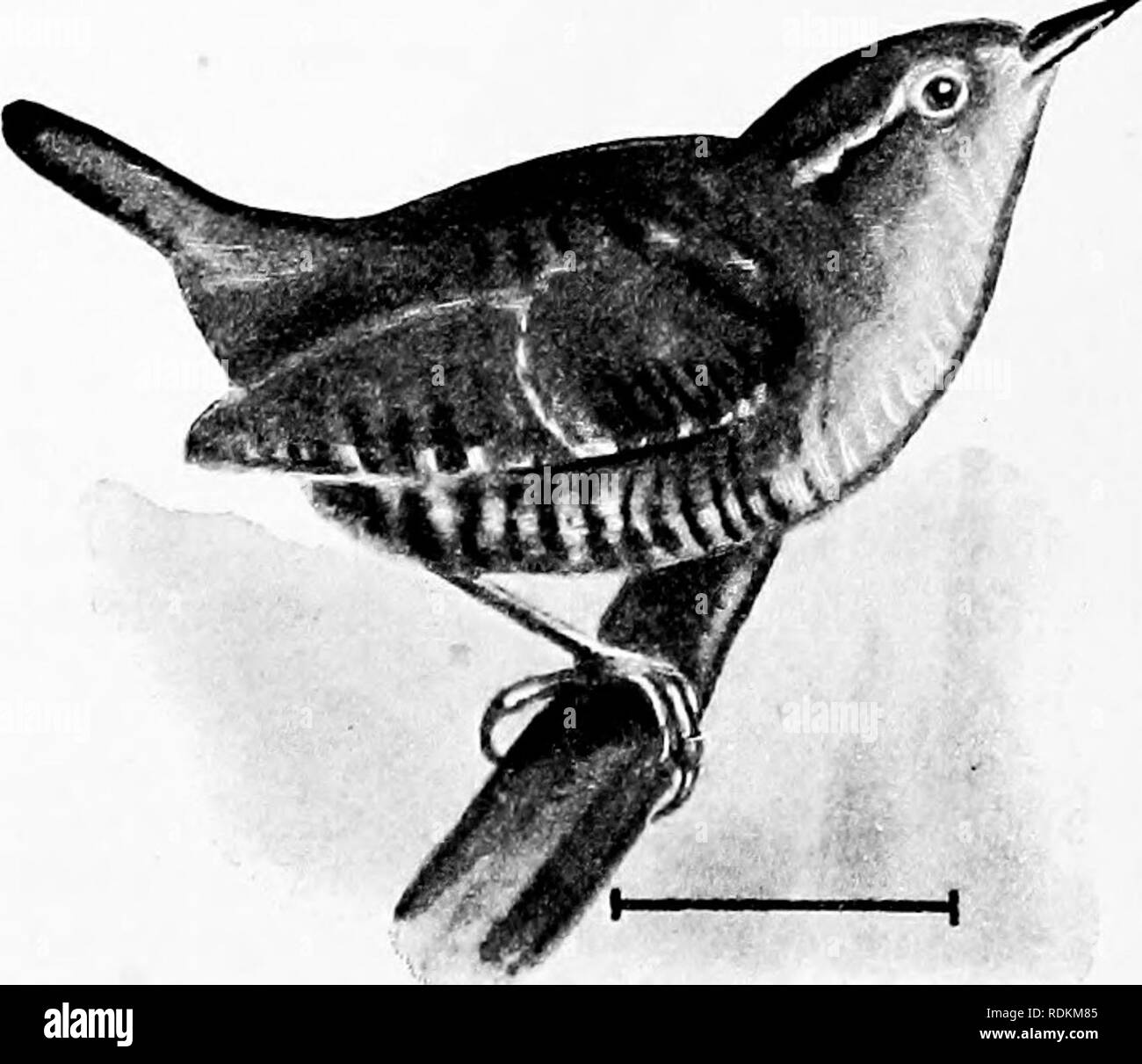 . Birds of the United States east of the Rocky Mountains; a manual for the identification of species in hand or in the bush. Birds. Honse Wren 6. House &quot;Wren (721. Troglddytes aedon). — A dark-brown wren, with the tail decidedly more reddish than the back. The wings, tail, sides, and flanks are fully cross-barred with darker lines, and the under parts are whitish. As its name indicates, it likes to live near human habita- tions, returning to the same place year after year, and building its nest in the same hole in a log, bird box, or chink in an outhouse. It is active, irritable, noisy, a Stock Photo