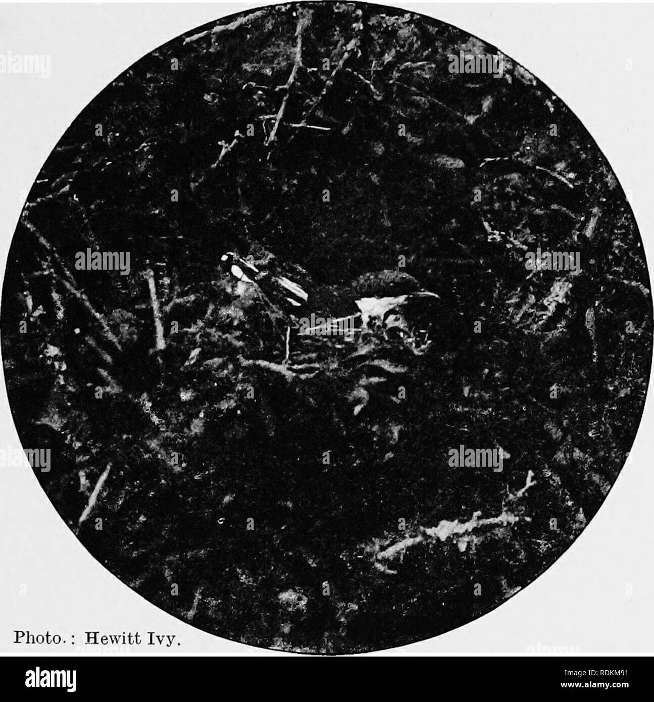 . Sketches of South African bird-life. Birds. ROBINS 173 This bird is known as the Sacred Jackhanger to the Colonial Schoolboy. The male bears a strong resemblance to that of the Fiskal Shrike when on the wing, or flitting. Photo.: Hewitt Ivy. Fig. 92.—Female Black Bush Robin on nest. about the trees. It builds a compact cup-shaped nest, generally composed of bents of everlastings in a tree or bush, and lays three eggs of a pale green indistinctly mottled with pale rusty-brown. Where this bird got the name it is known by in the text- books (viz.. Silent Bush Robin) is not quite clear, as it is Stock Photo