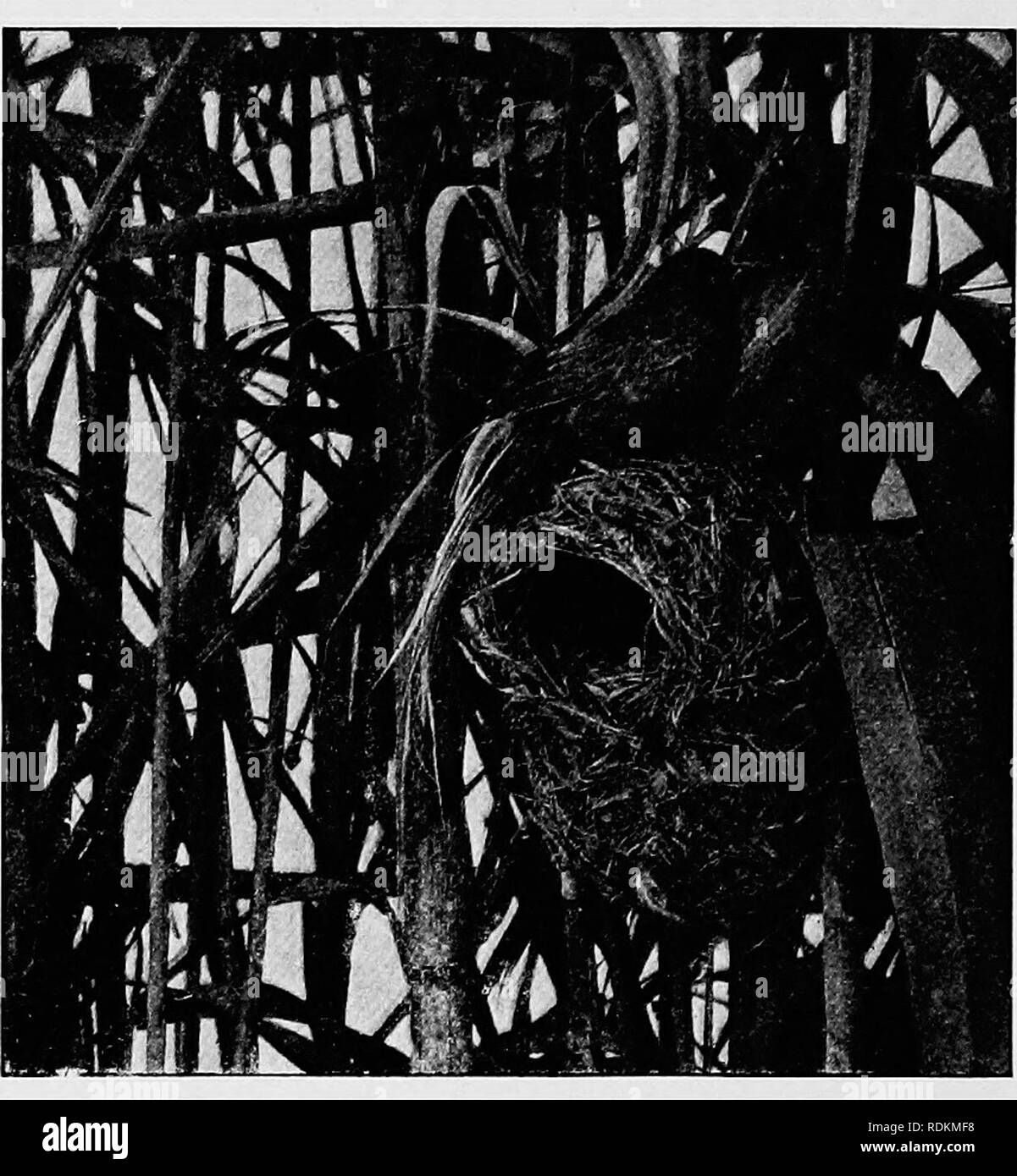 . Sketches of South African bird-life. Birds. 112 BIRD ARCHITECTS It is fond of sucking the pollen from flowers, and the feathers of the forehead are often caked with the saccharine juices.. Fig. 60.—Cape Weaver-Bird at nest. The Forest Weaver {S. gregalis) is rusty-black above and golden-yellow below. Its habitat is from Algoa Bay in the Eastern Province of the Cape to Zululand. This bird is not gregarious as its name would indicate, being found in pairs in the thickly wooded kloofs, where it suspends its necked and retort-shaped nest, woven of fine tendrils of creeping plants, high up over a Stock Photo