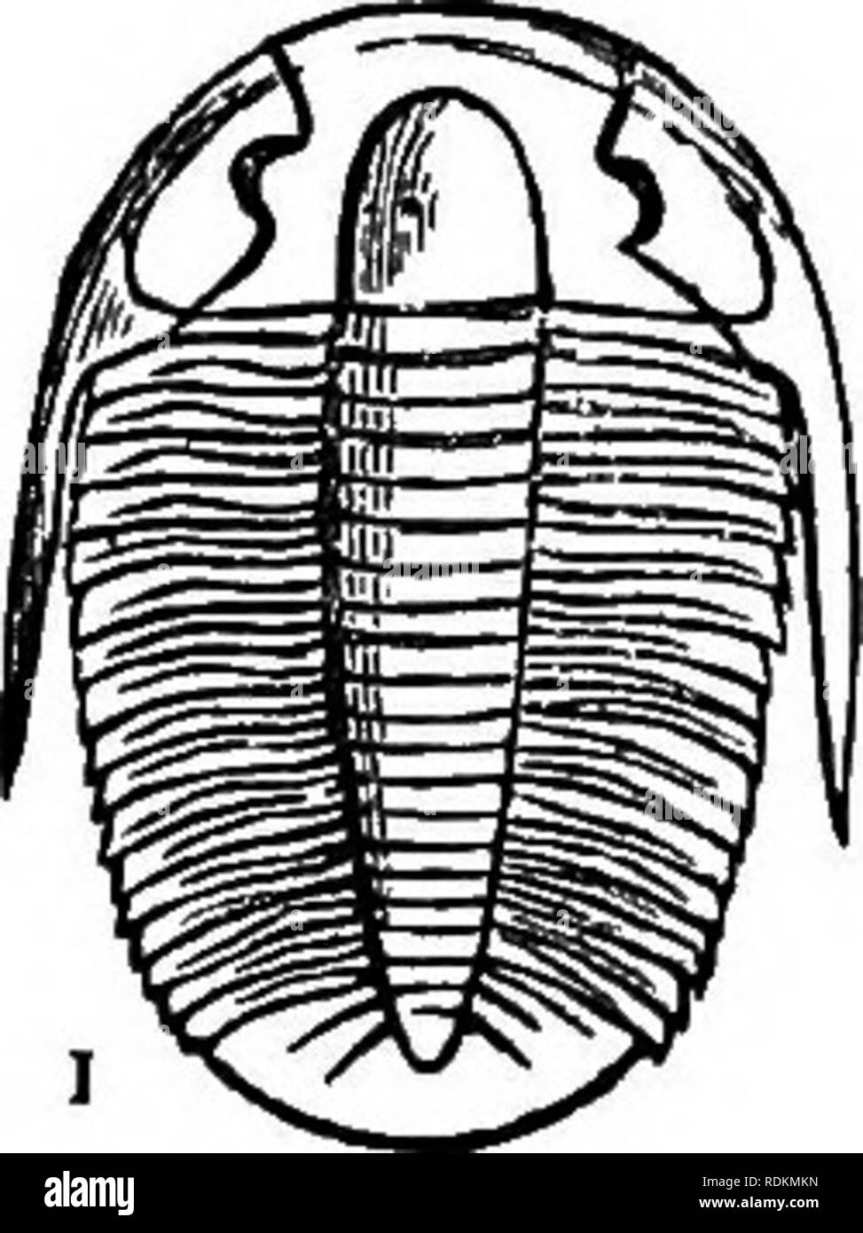 . A manual of zoology for the use of students : with a general introduction on the principles of zoology . Zoology. 220 MANUAL OF ZOOLOGY. are sometimes supported upon projecting processes. It has generally been supposed that the body of the Trilobite occupied the medium lobe of the crust, commencing with the &quot; glabella &quot; in front, and terminating with the &quot; pygidium &quot; behind, whilst the axial lobes protected a series of delicate respiratory feet; but this view is doubted by many authorities, and the question is one which we have at present no means of deciding. Quite recen Stock Photo