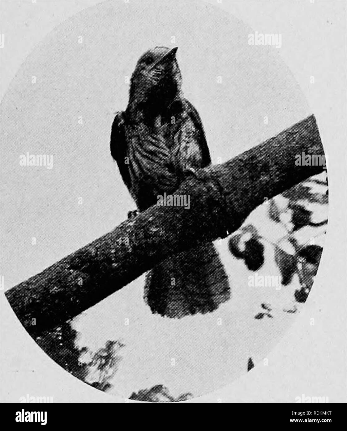 African woodpeckers hi-res stock photography and images - Alamy