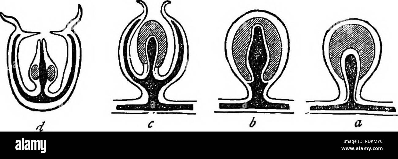 . A manual of zoology for the use of students : with a general introduction on the principles of zoology . Zoology. CCELENTERATA: HYDROZOA. 87 In certain Corynida, however, we meet with a still higher form of structure, the gonophores being now said to be &quot; medusoid.&quot; In these cases the generative bud is primitively a simple sacâsuch as the &quot; sporosac &quot;âbut ultimately devel- ops itself into â a much more complicated structure. The gonophore (fig. 13, &lt;r) is now found to be composed of a bell- shaped disc, termed the &quot; gonocalyx,&quot; which is attached by its base t Stock Photo